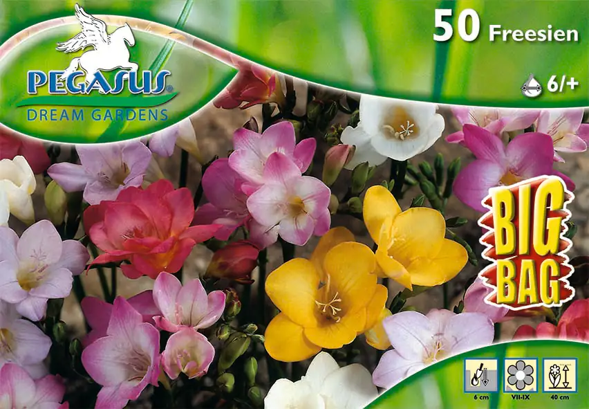 Kiepenkerl Freesien einfach blühende Mischung