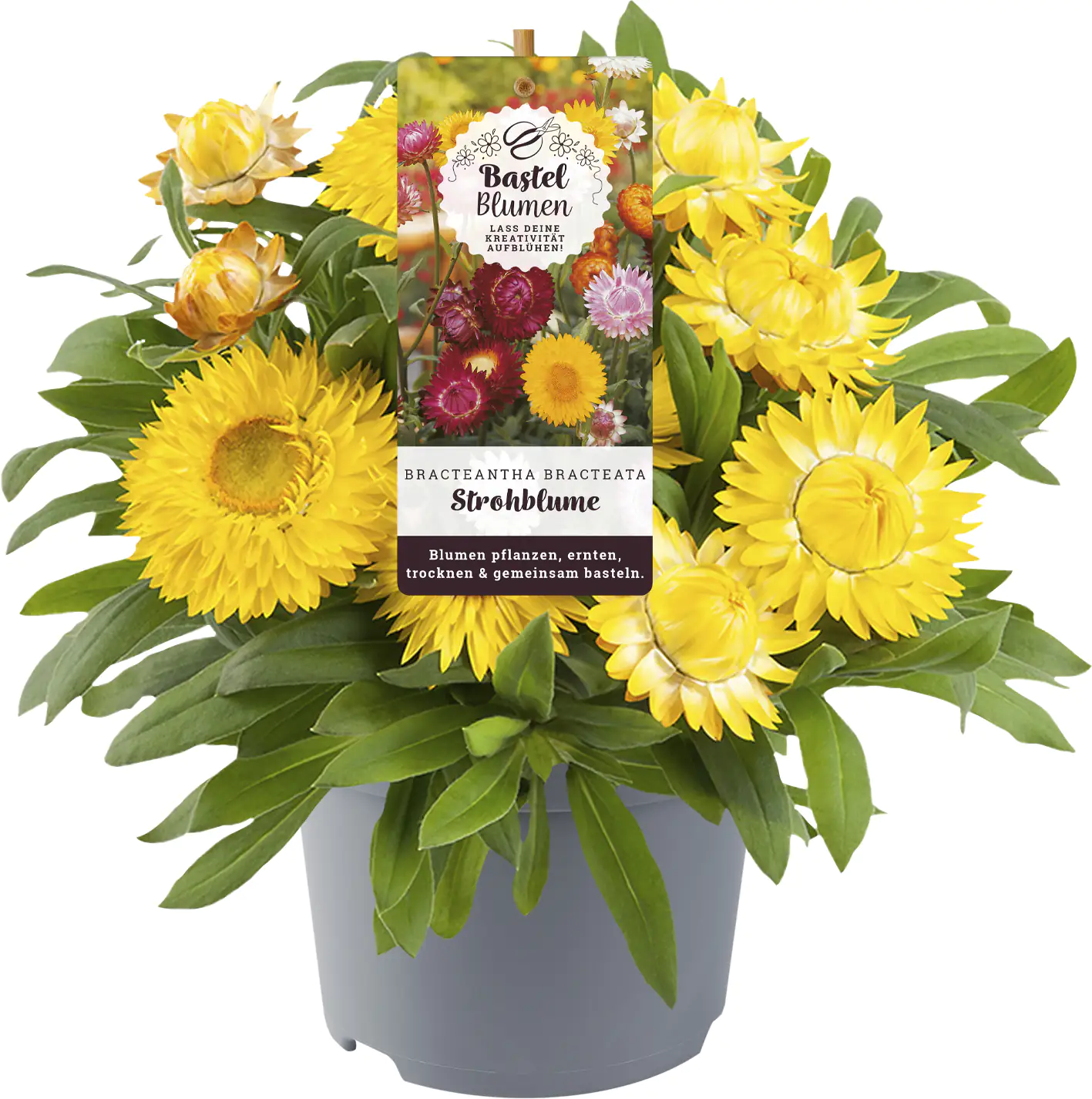 Bastelblumen 13 cm Topf Bastelblumen 13 cm Topf