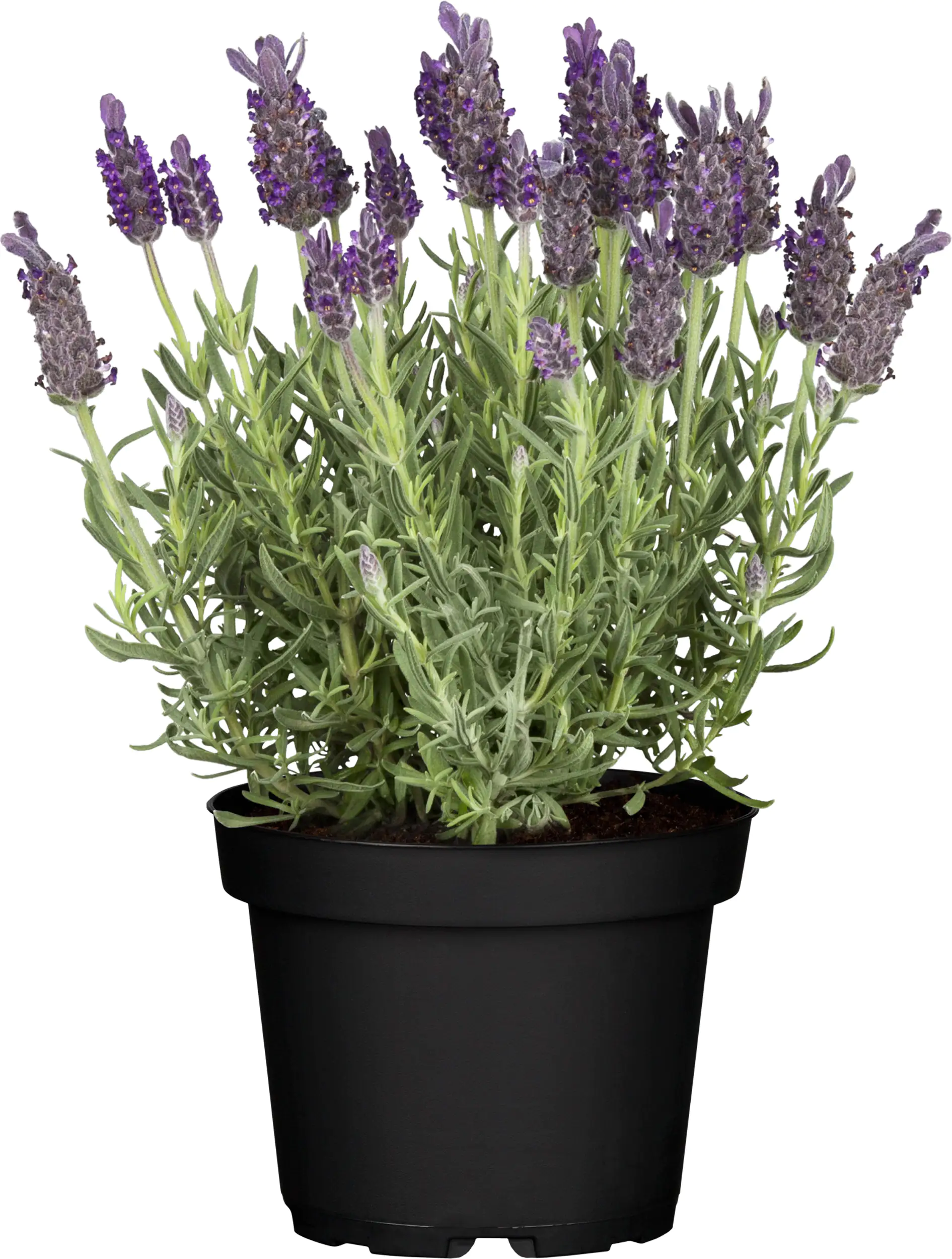 Schopflavendel Lavendula H 30 cm 12cm Topf