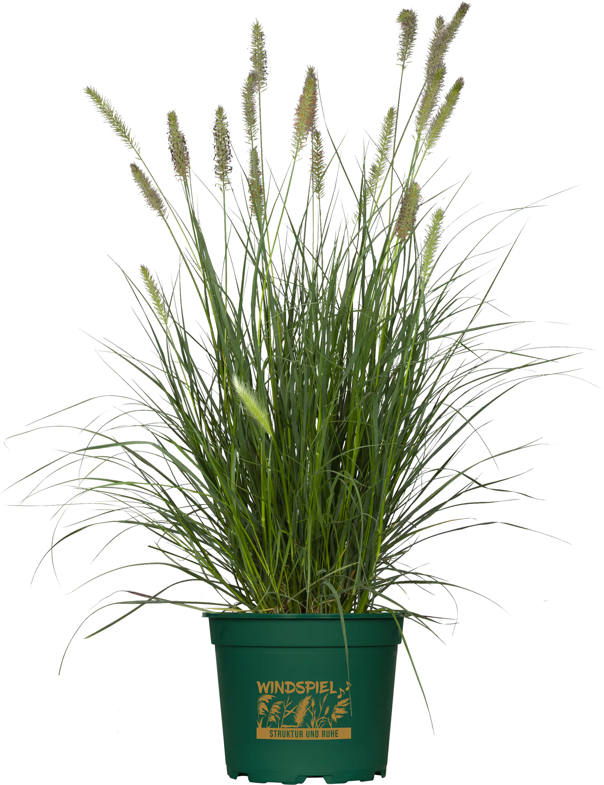 Lampenputzergras  Windspiel 17 cm Topf