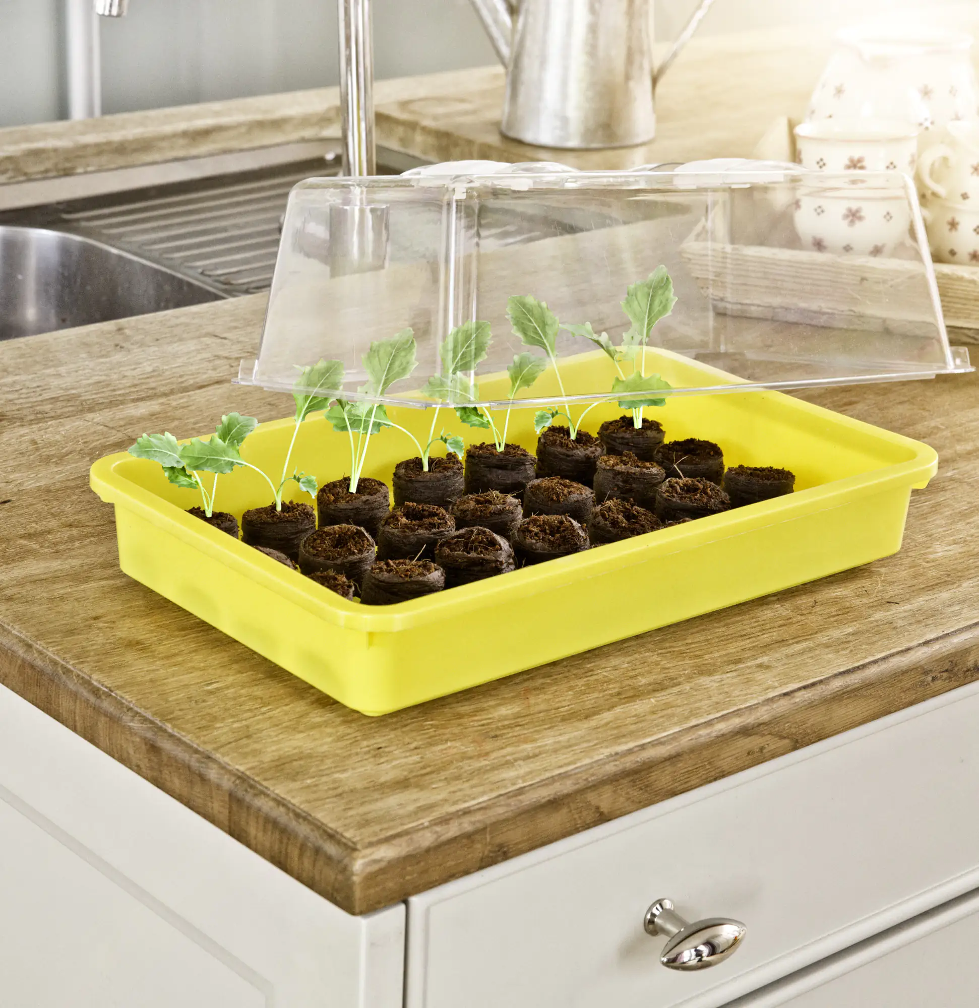 Windhager Saatschale 38 x 24 x 6 cm gelb