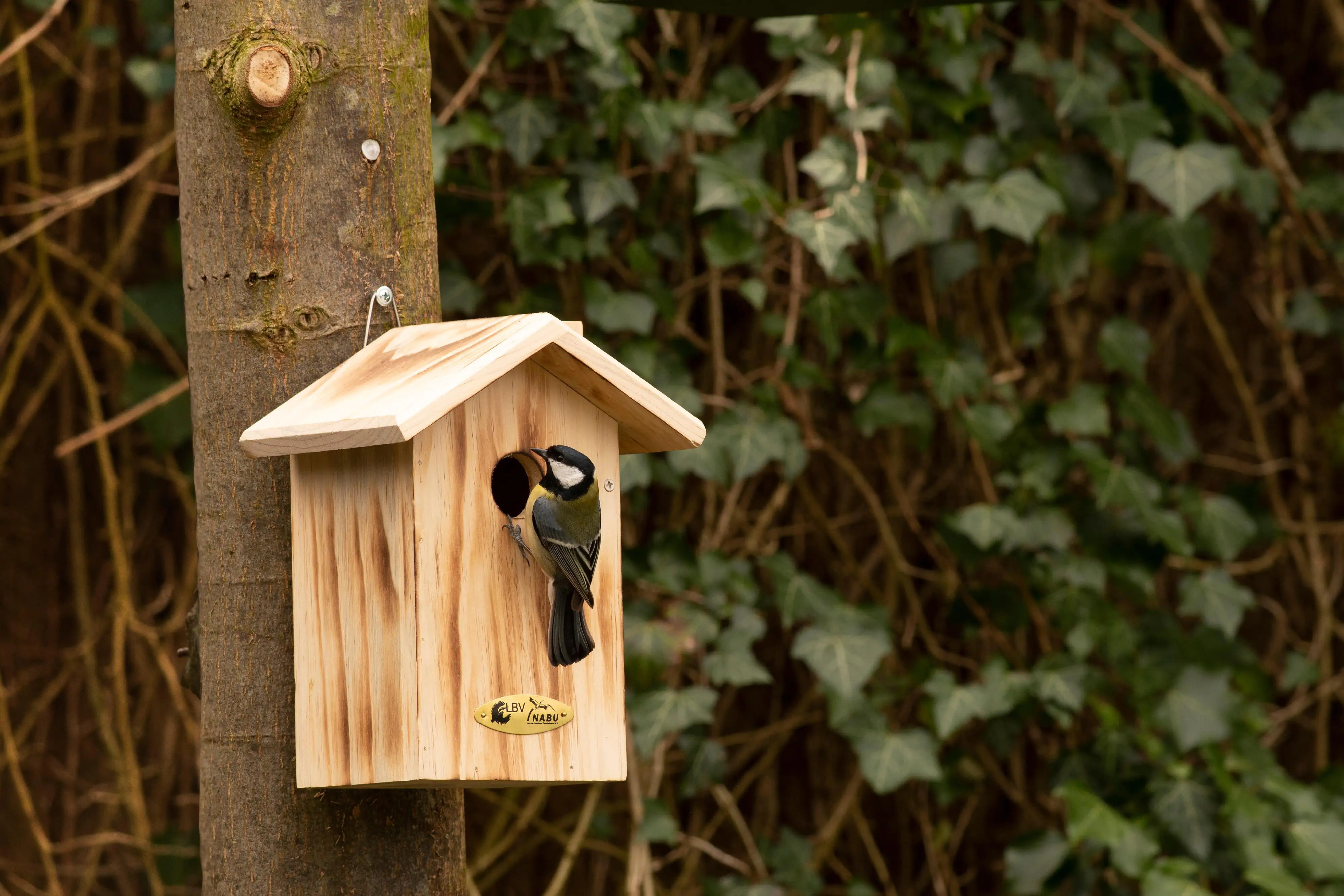 CJ Wildlife Nistkasten Anson natur LxBxH: 23,3x17,1x25,6 cm