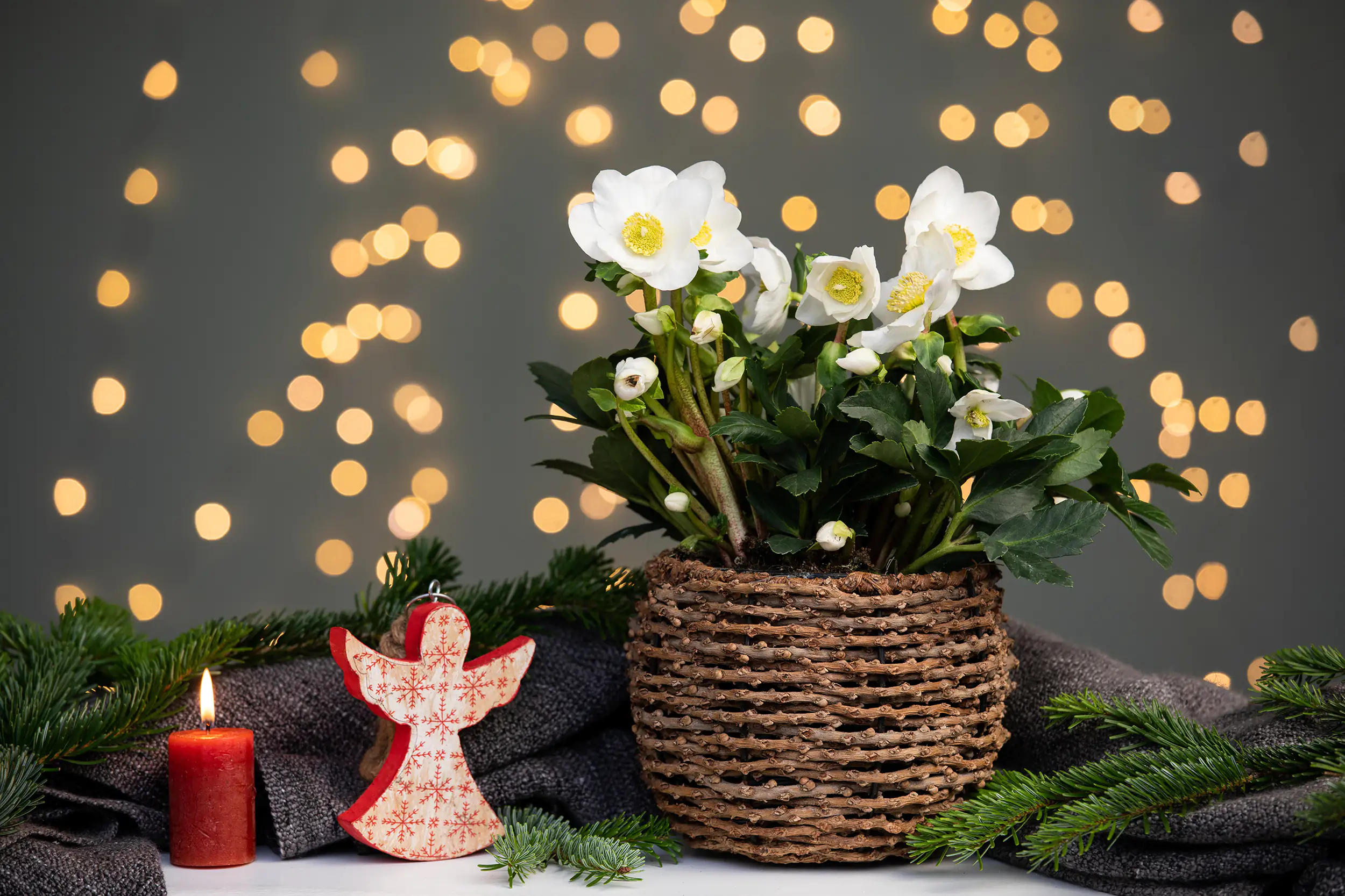 Christrose Christmas Carol 12 cm Topf Christrose Christmas Carol 12 cm Topf