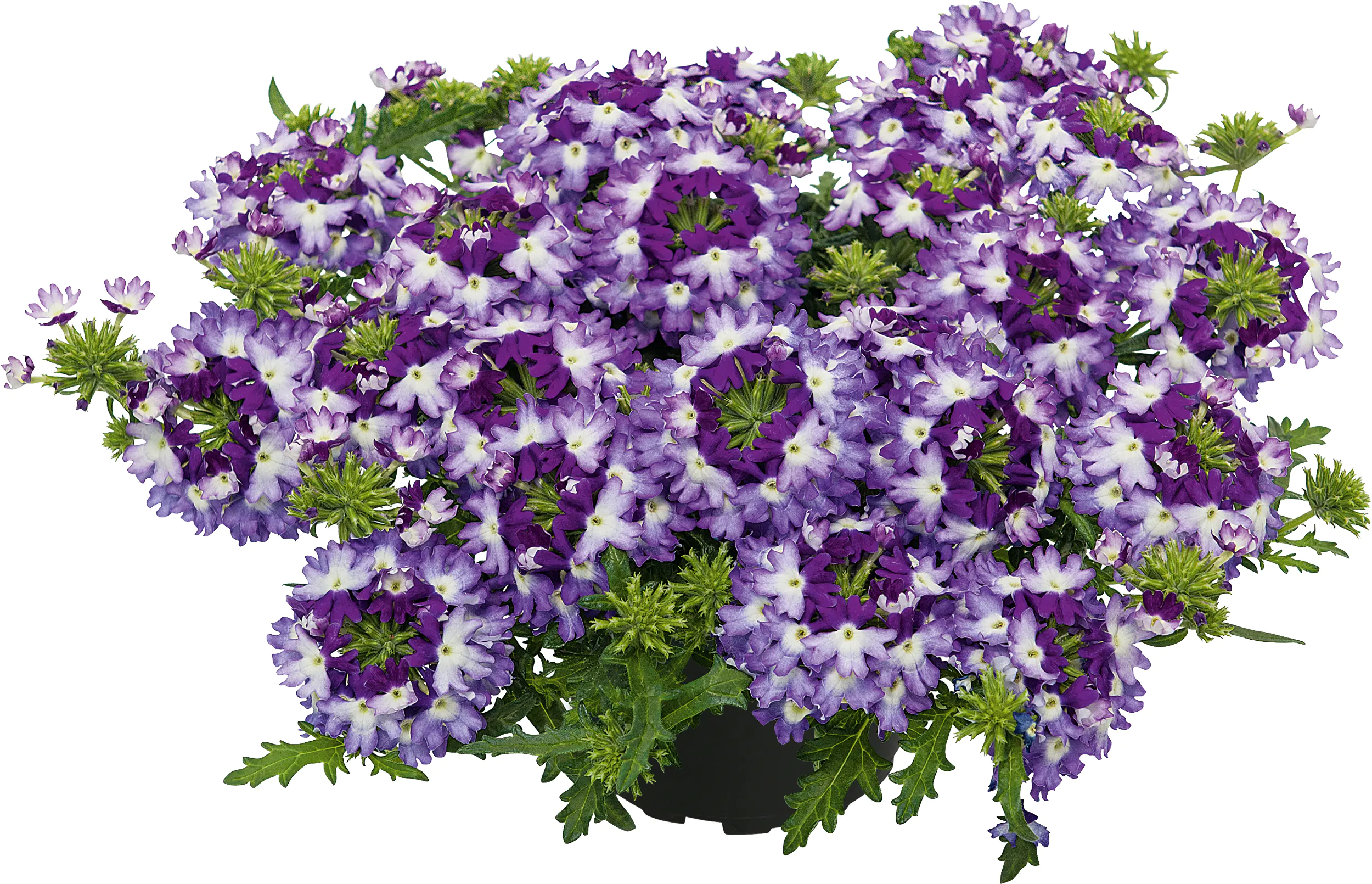 Eisenkraut Verbena 13 cm Topf Eisenkraut Verbena 13 cm Topf