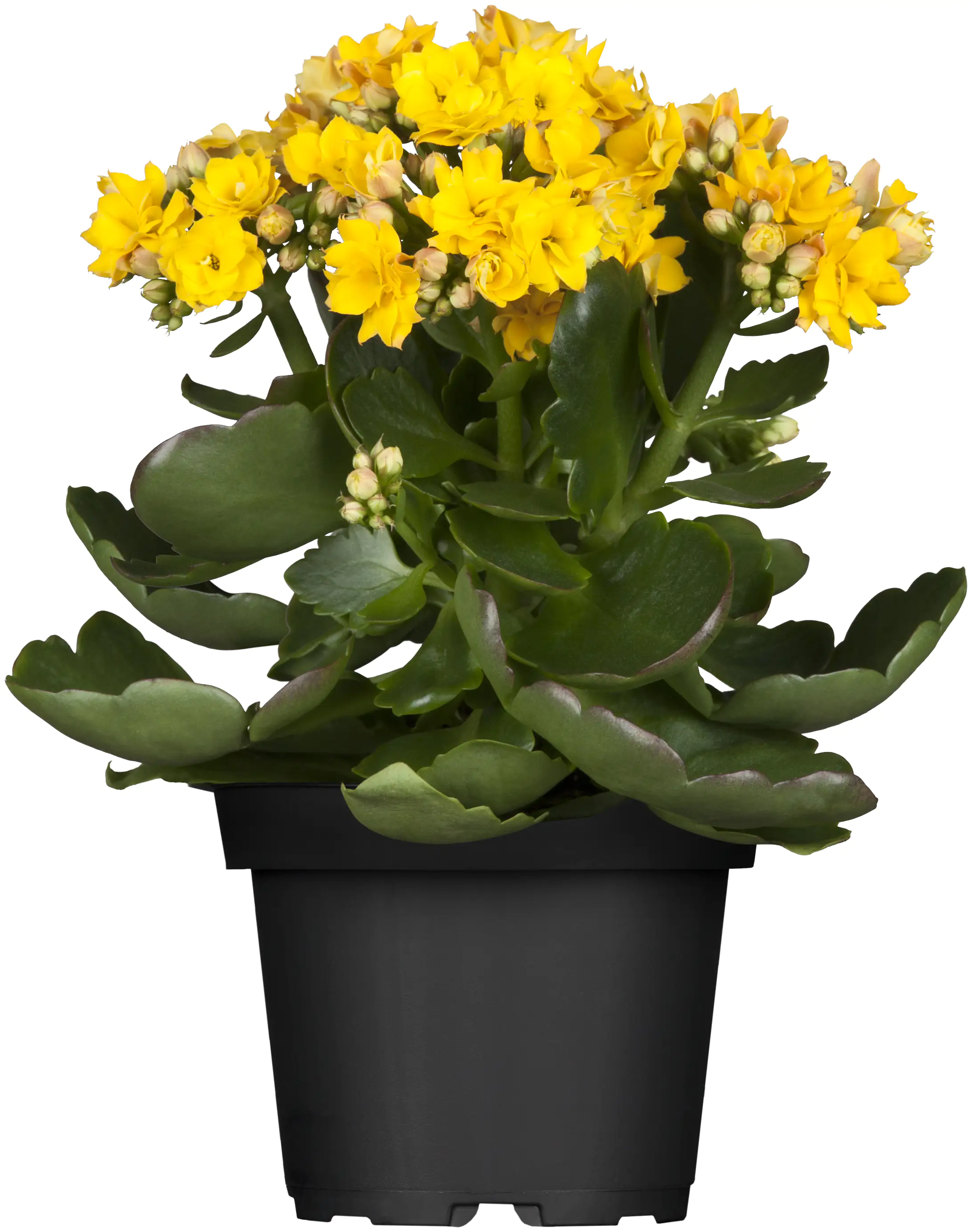 Flammendes Käthchen gelb gefüllt Kalanchoe H ca. 15 cm 7 cm Topf