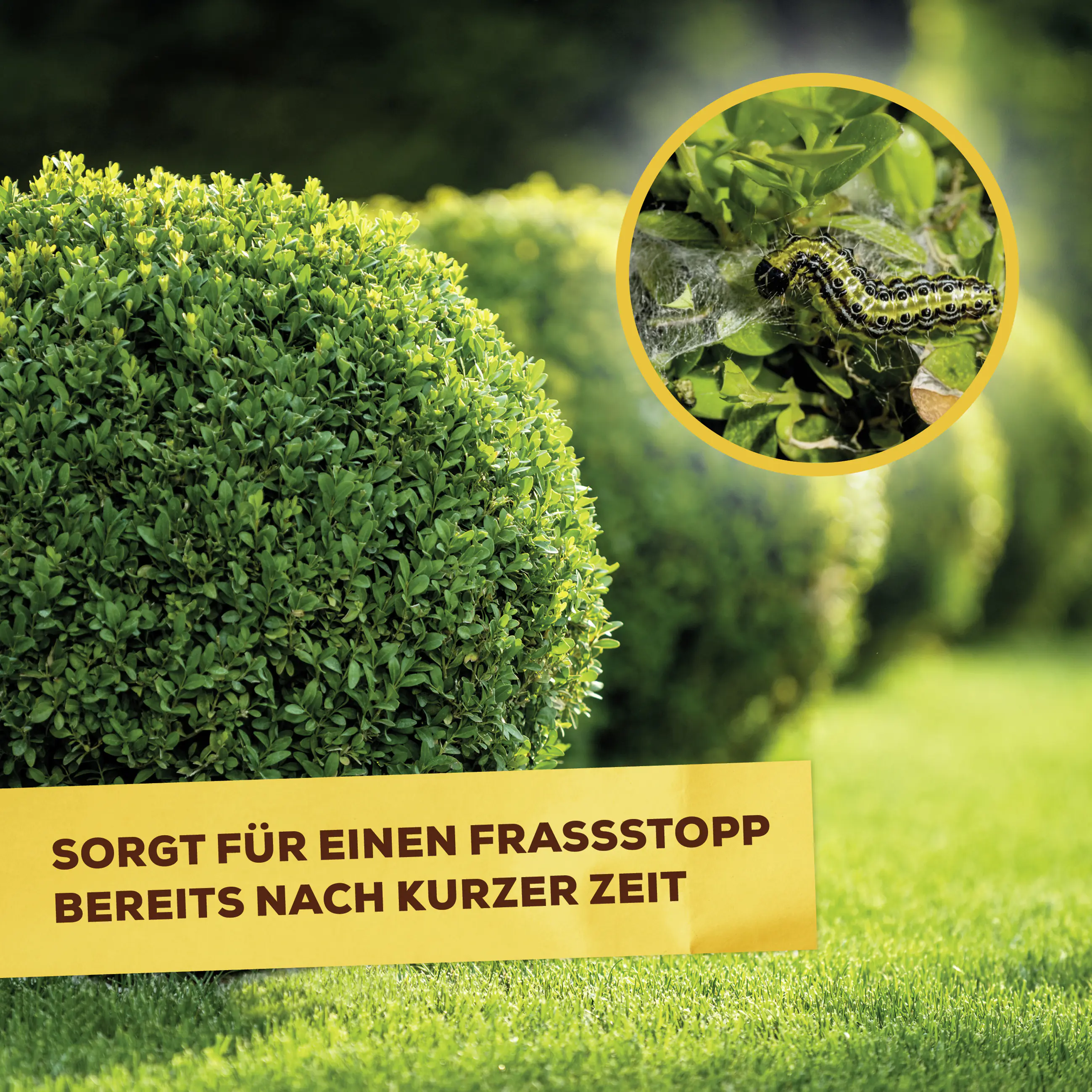 Solabiol Buchsbaumzünslerfrei 50 ml