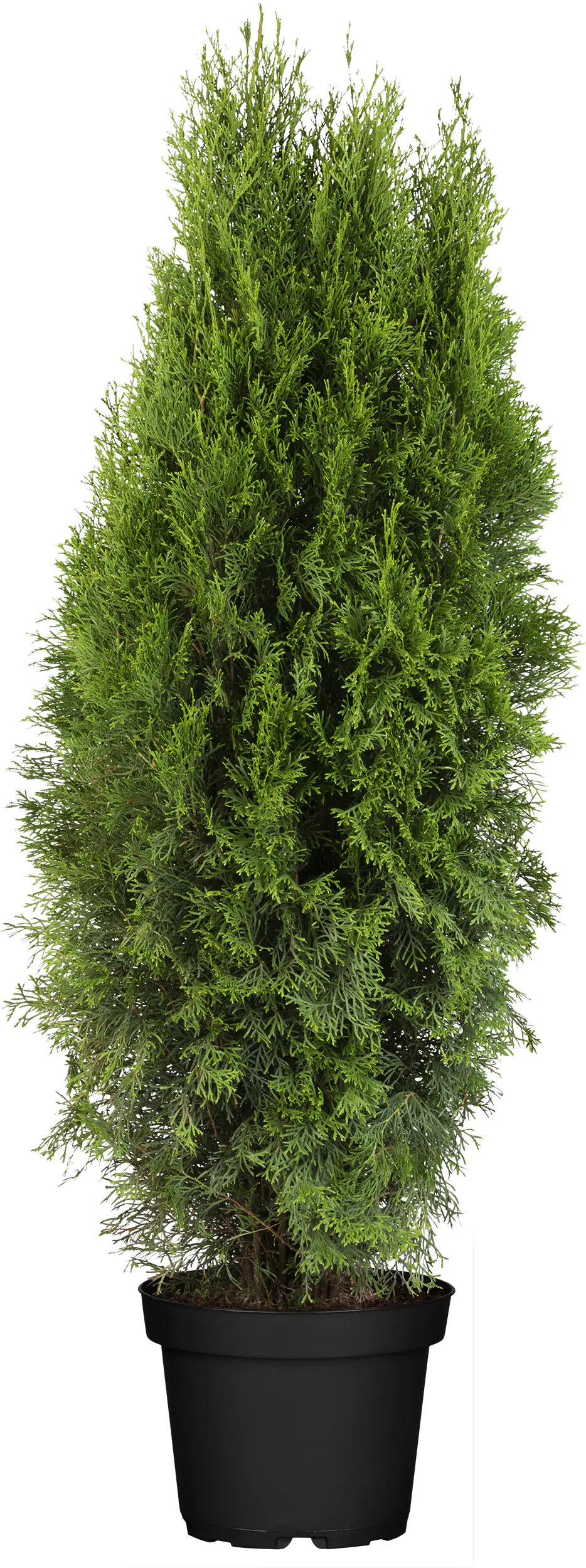 Lebensbaum Thuja occ. Smaragd 120-140 cm 9,5 Liter Container