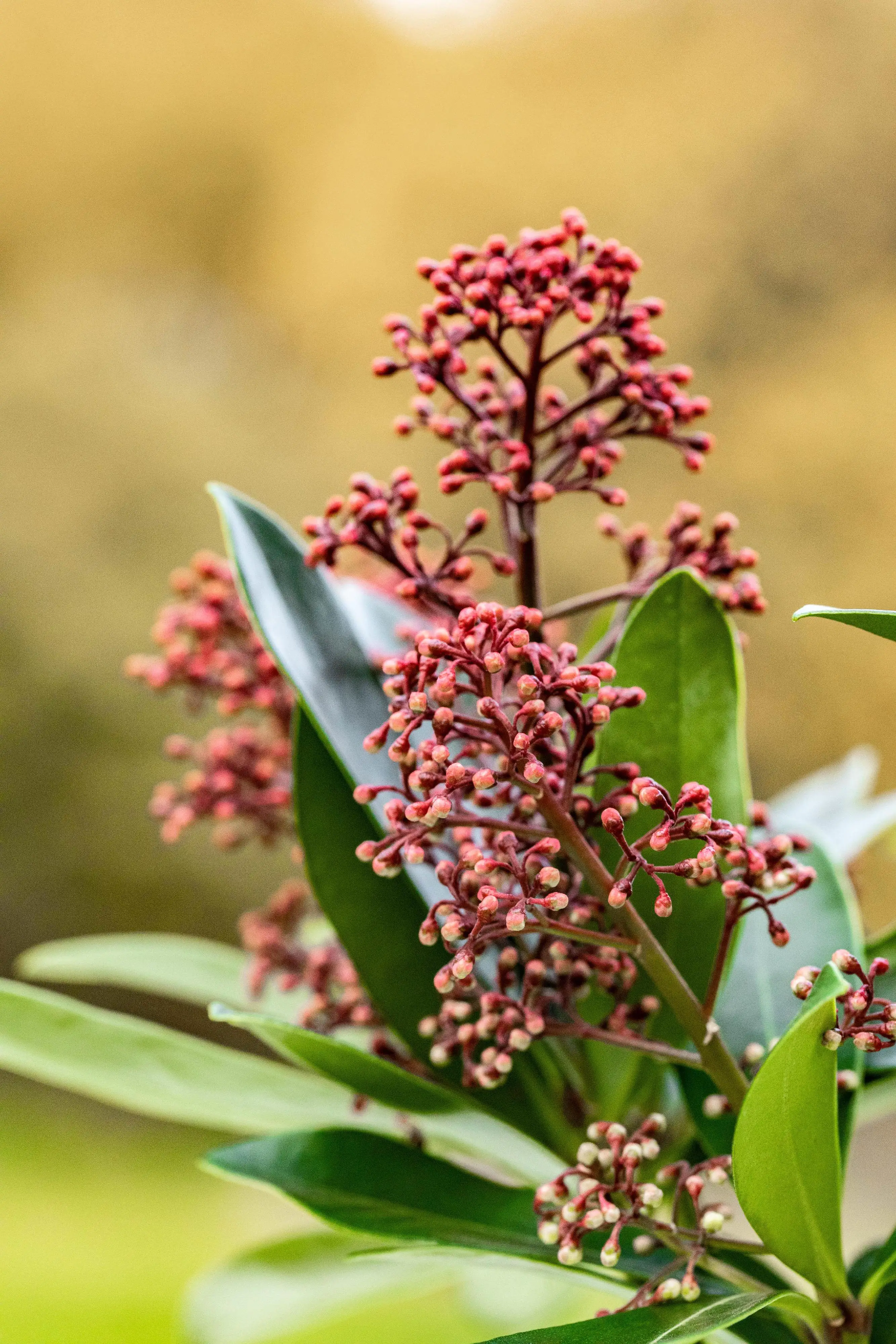 Scheinbeere Skimmie 10,5 cm Topf