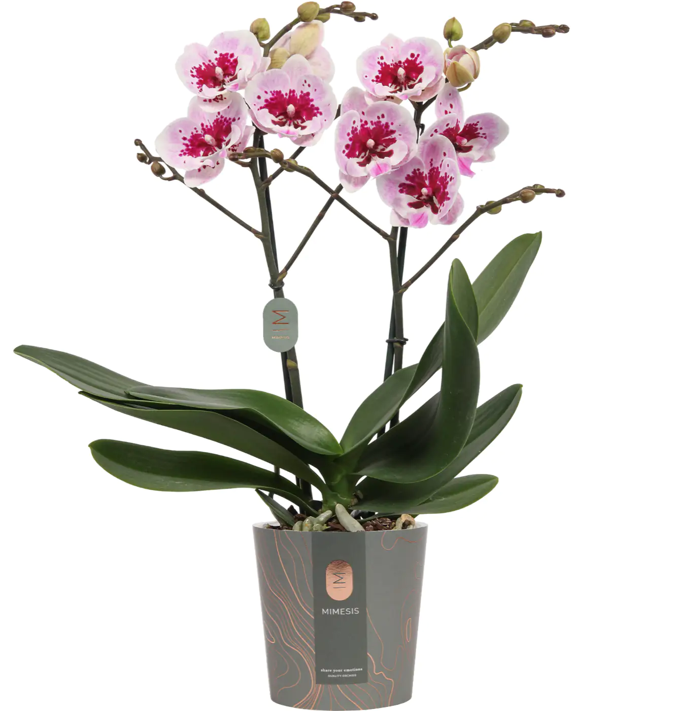 Orchidee Phalaenopsis Multiflora 2-Trieber H 50 cm 12 cm Topf