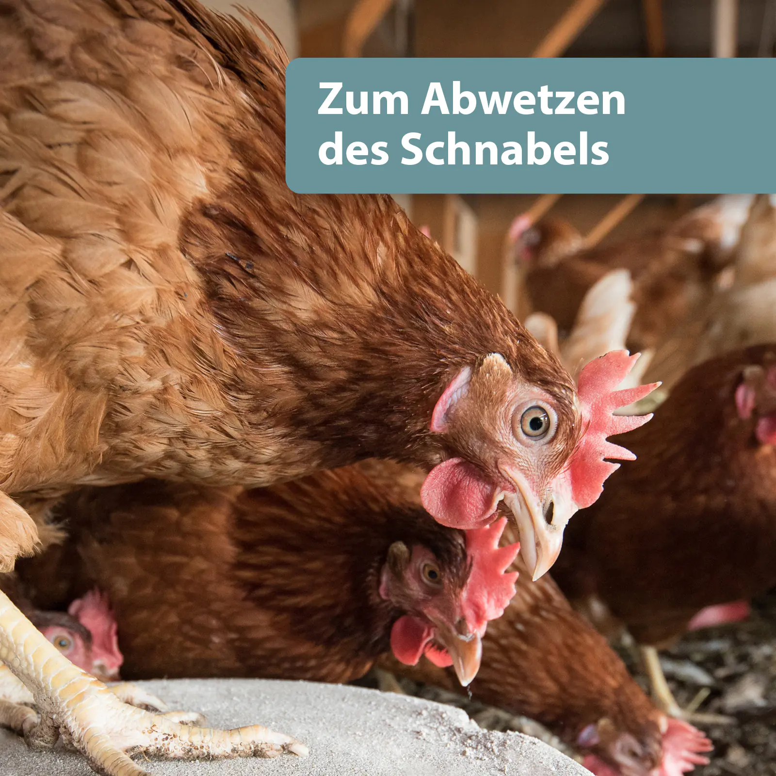 Quiko Hobbyfarming Mineralgrit für Hühner und Geflügel 300 g