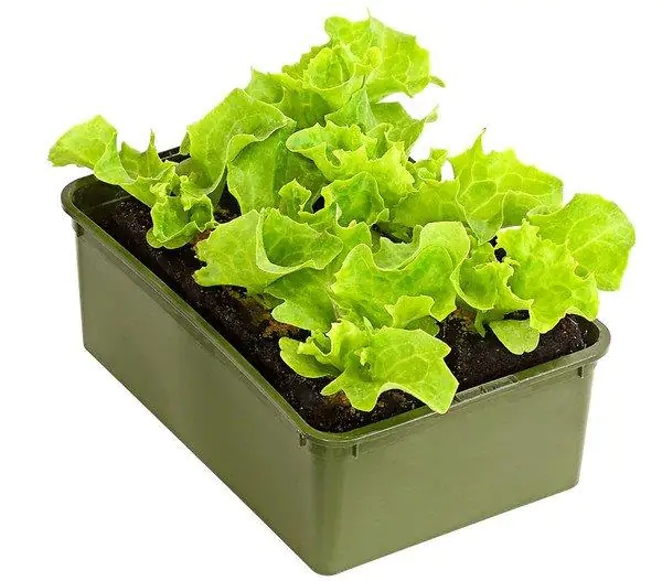 4250308381820 Lollo Bionda Lactuca sativa var. Crispa 6er Schale