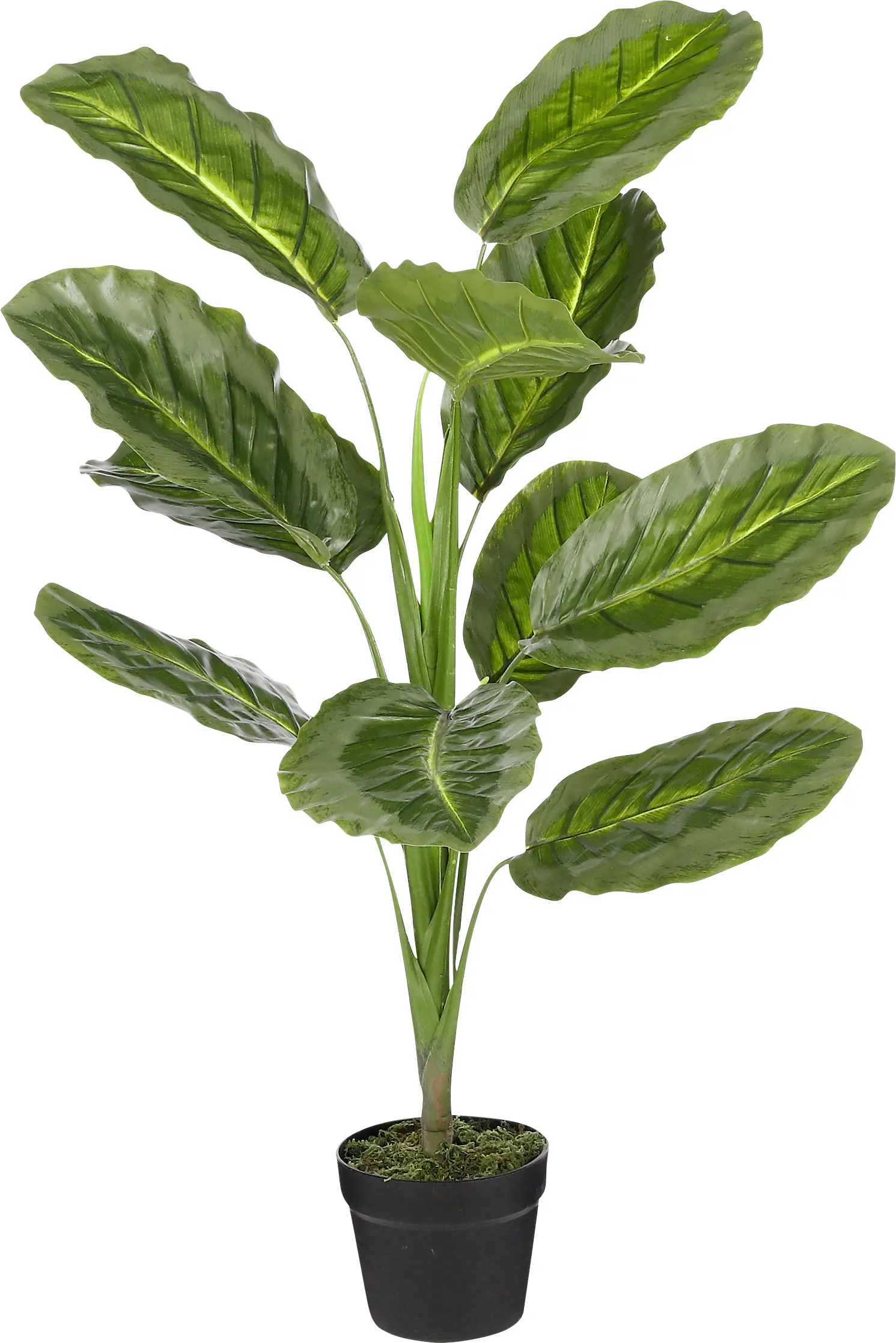 Mica Kunstpflanze Calathea im Topf grün 90 x 60 cm