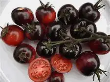 Tomatenpflanzen Cocktailtomate schwarz 10,5 cm Topf