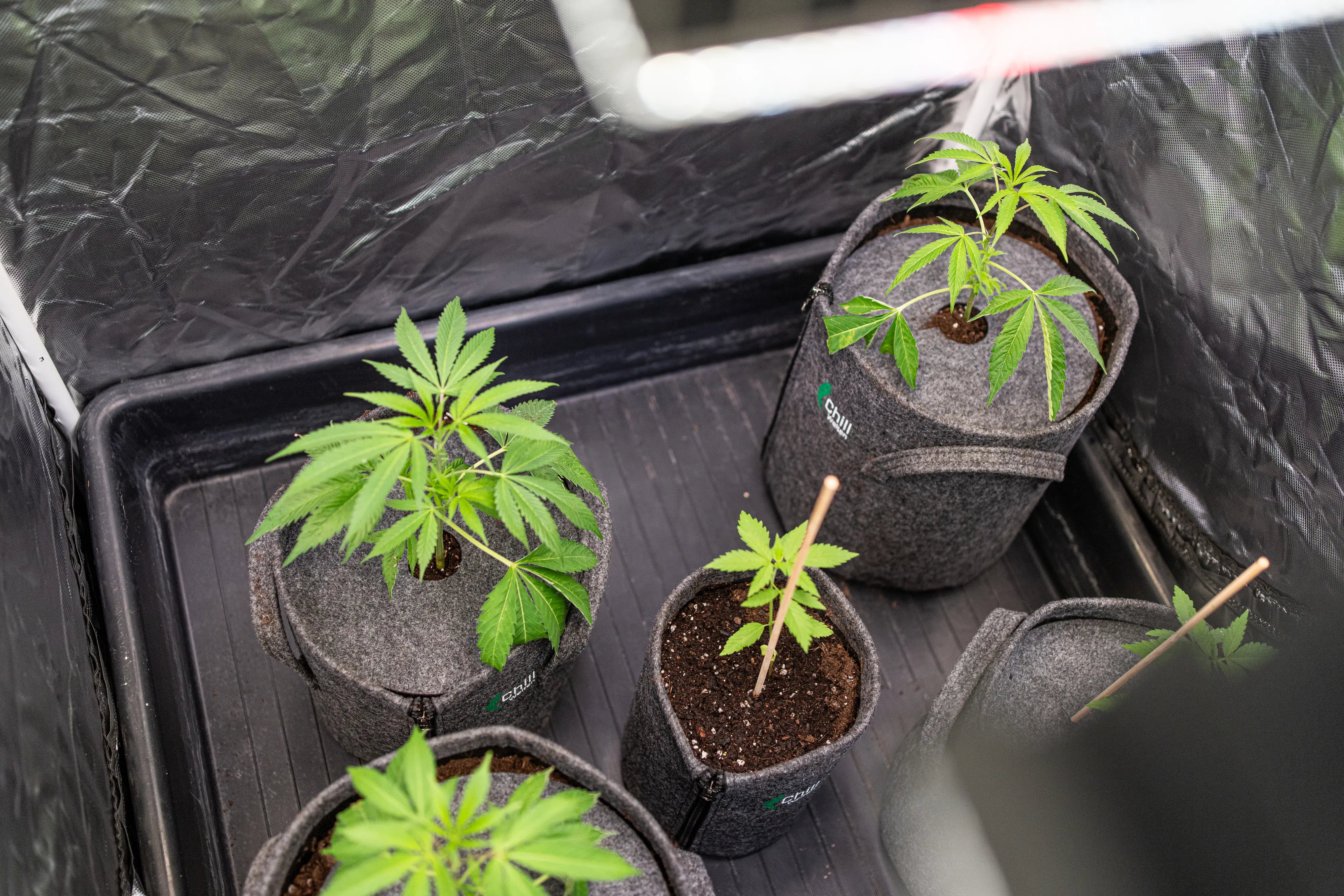 Herbi's Living Soil Grow Booster Biologisch aktiver Naturdünger 1 kg