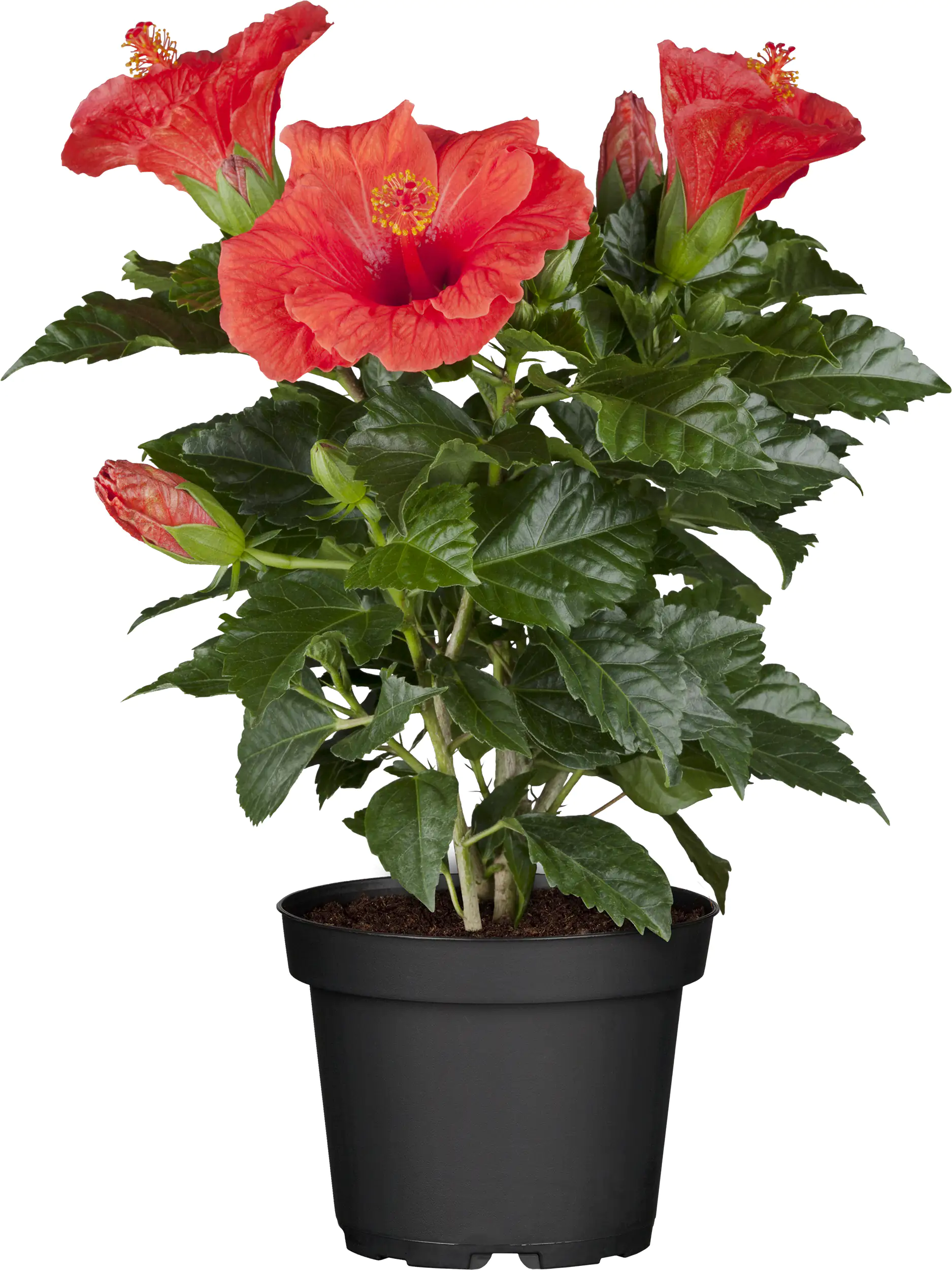 Roseneibisch Hibiscus H ca 40 cm 13 cm Topf Roseneibisch Hibiscus H ca 40 cm 13 cm Topf