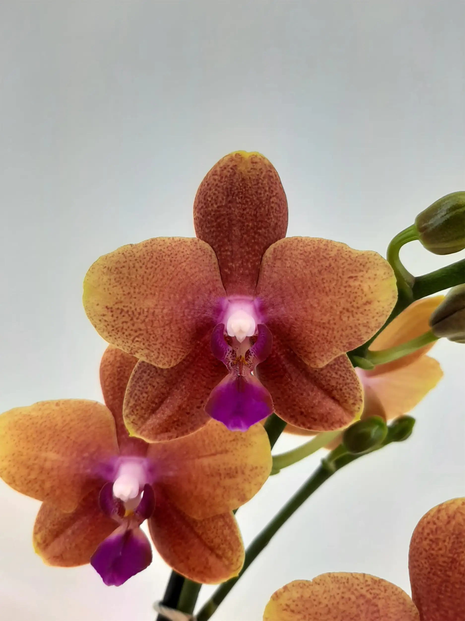 Orchideen duftend Phalaenopsis 2 & 3 Trieber 12cm Topf