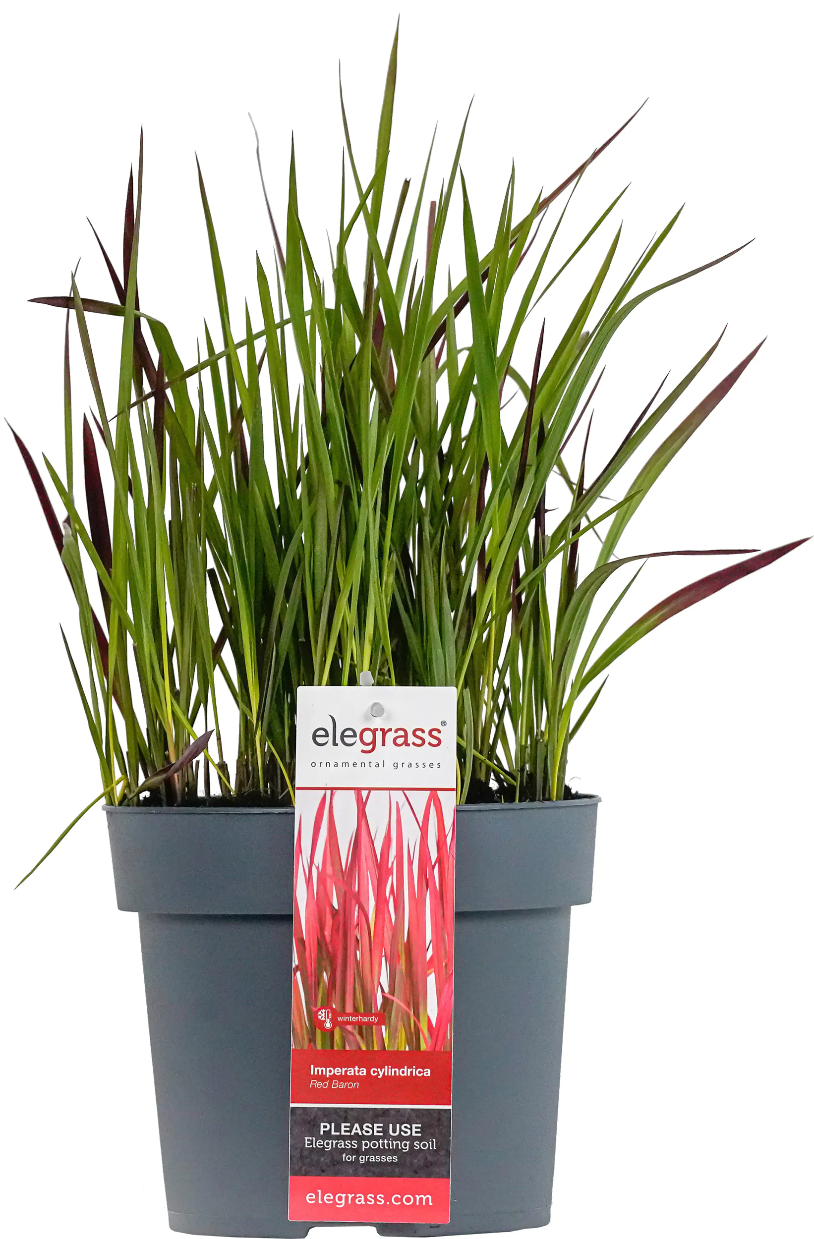 Japanisches Blutgras Imperata cyl. Red Baron 14 cm Topf