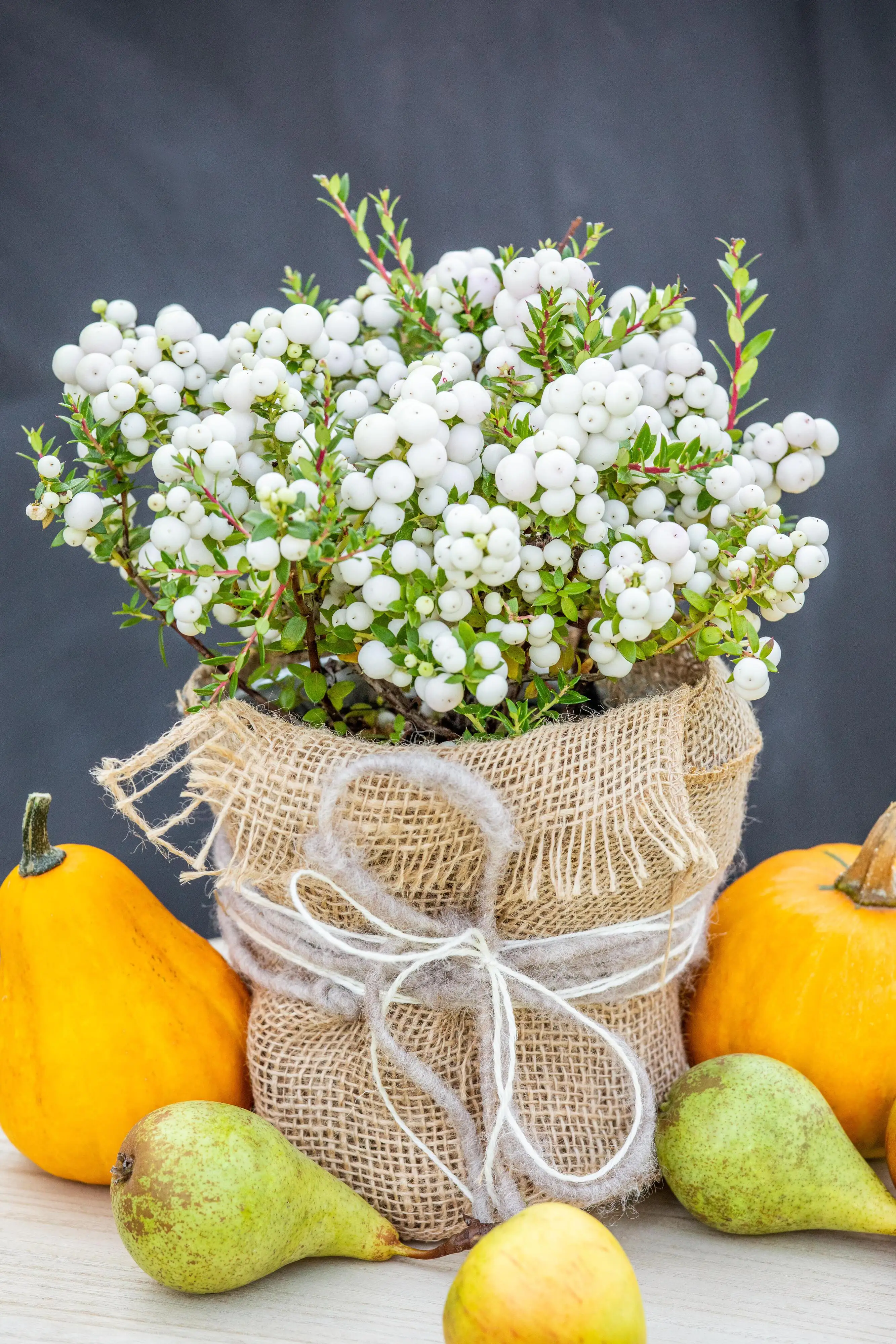 Torfmyrthe Pernettya mucronata 10,5 cm Topf