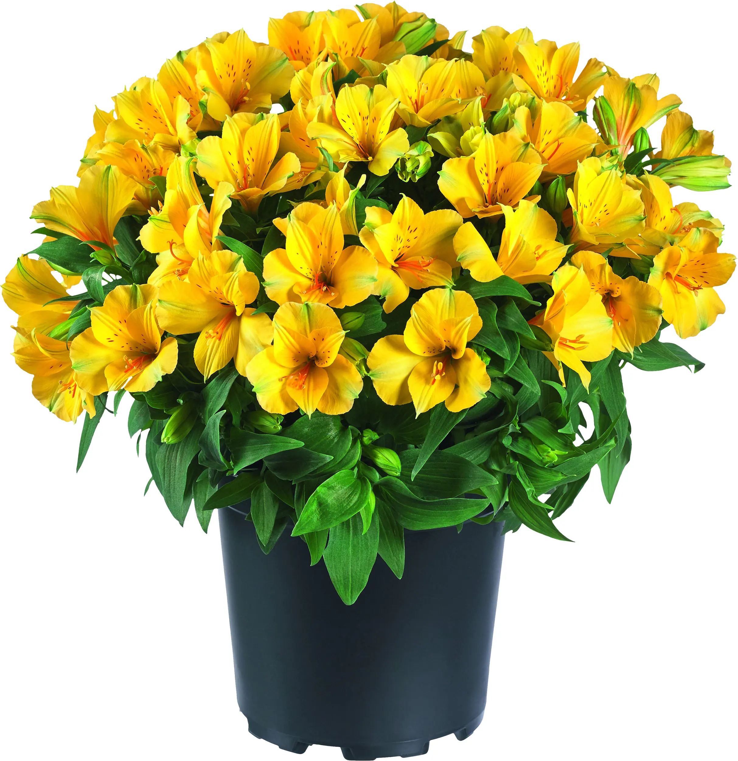 Alstromeria Inkalilie in Sorten 20 - 30 cm 5 L Container