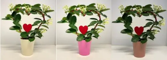 Kranzschlinge Stephanotis im 12 cm Topf, ca. 55 cm hoch Kranzschlinge Stephanotis im 12 cm Topf, ca. 55 cm hoch