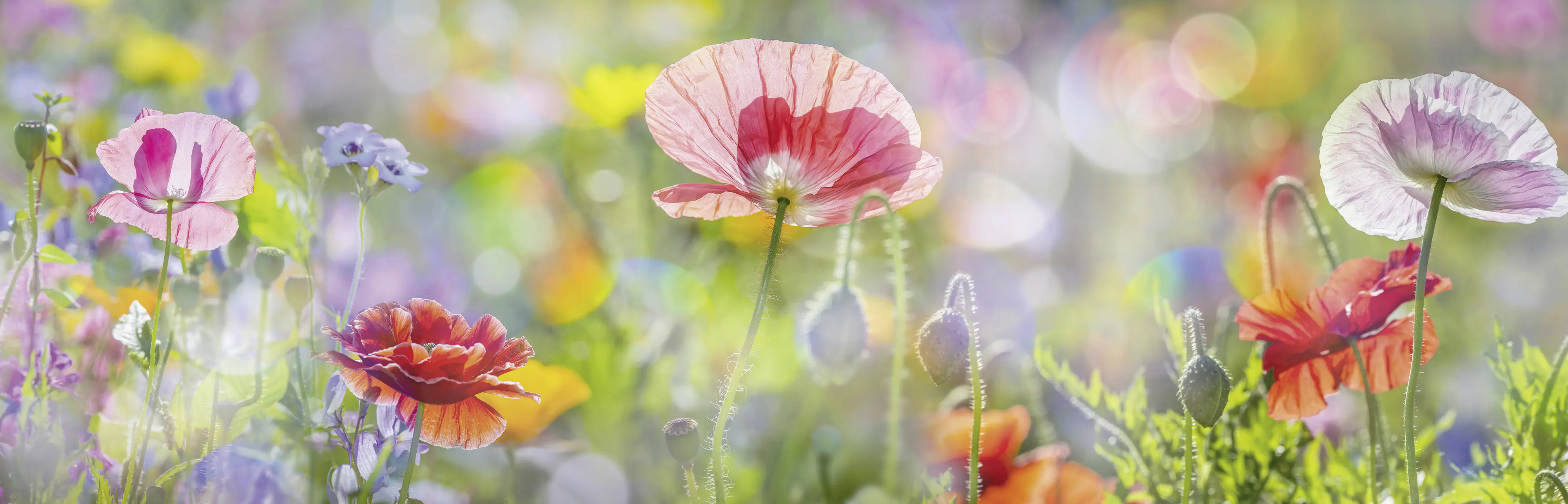 Keilrahmenbild Mohnblumenfeld 140 x 45 cm