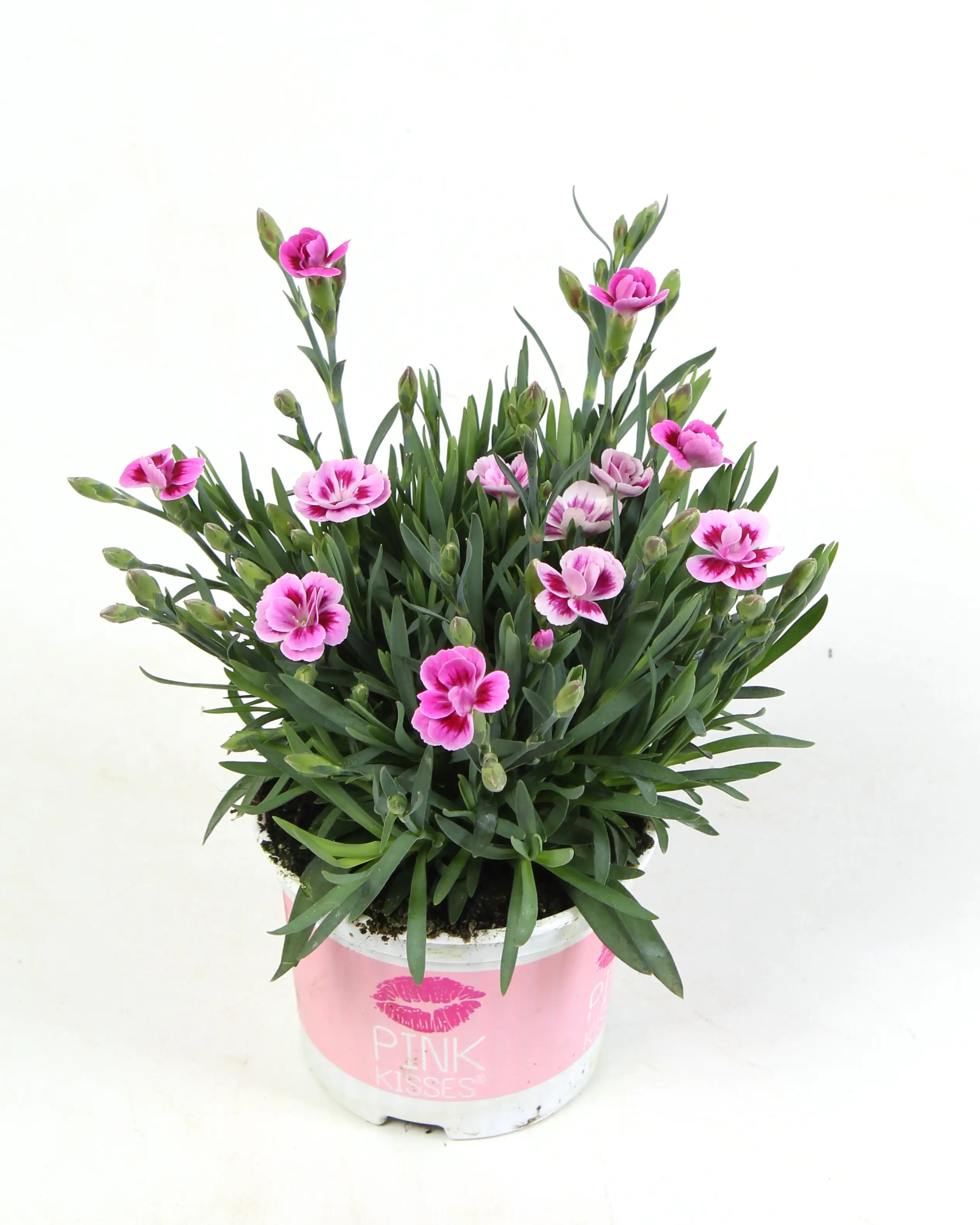 Nelke Dianthus 9 cm Topf
