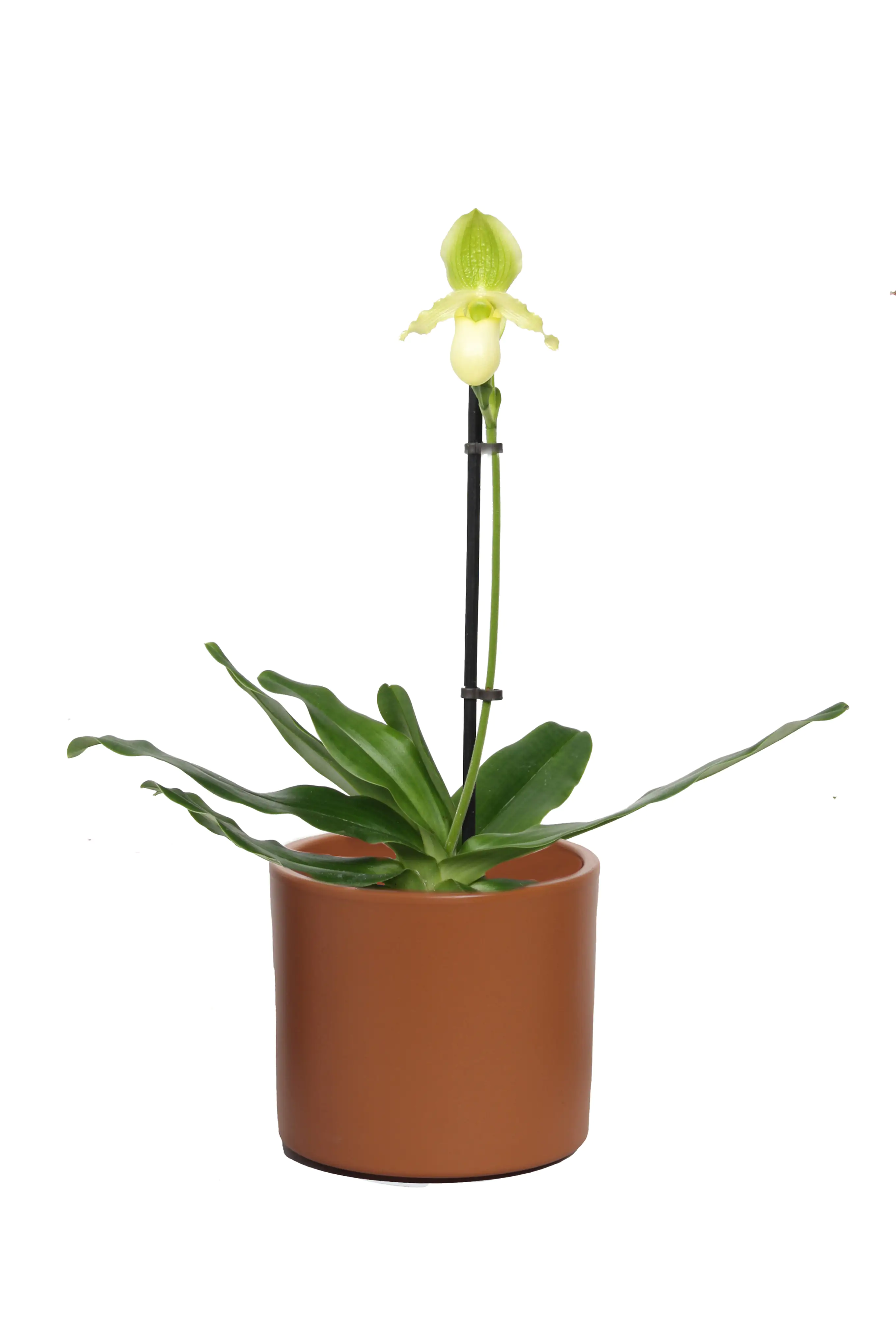 Frauenschuh Paphiopedilum Pinocchio H ca 40 cm 12 cm Topf Frauenschuh Paphiopedilum Pinocchio H ca 40 cm 12 cm Topf