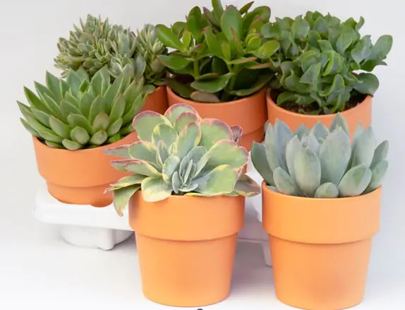 Cactaceae Sukkulenten 12 cm im 13 cm Topf