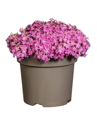 Seifenkraut Saponaria officinalis 19 cm Topf