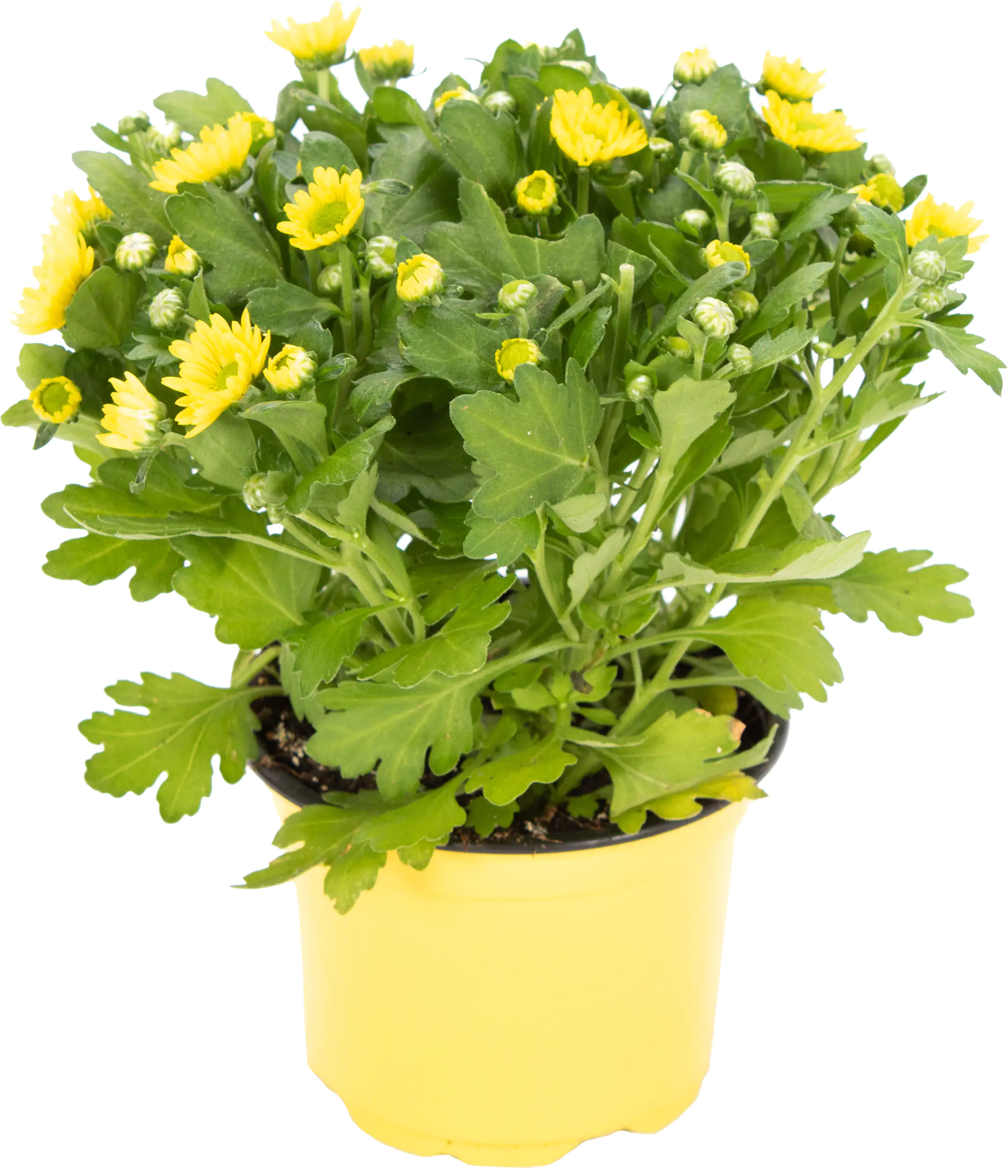 8717432562953_01 Chrysantheme Swifty H ca 20 cm 10,5 cm Topf