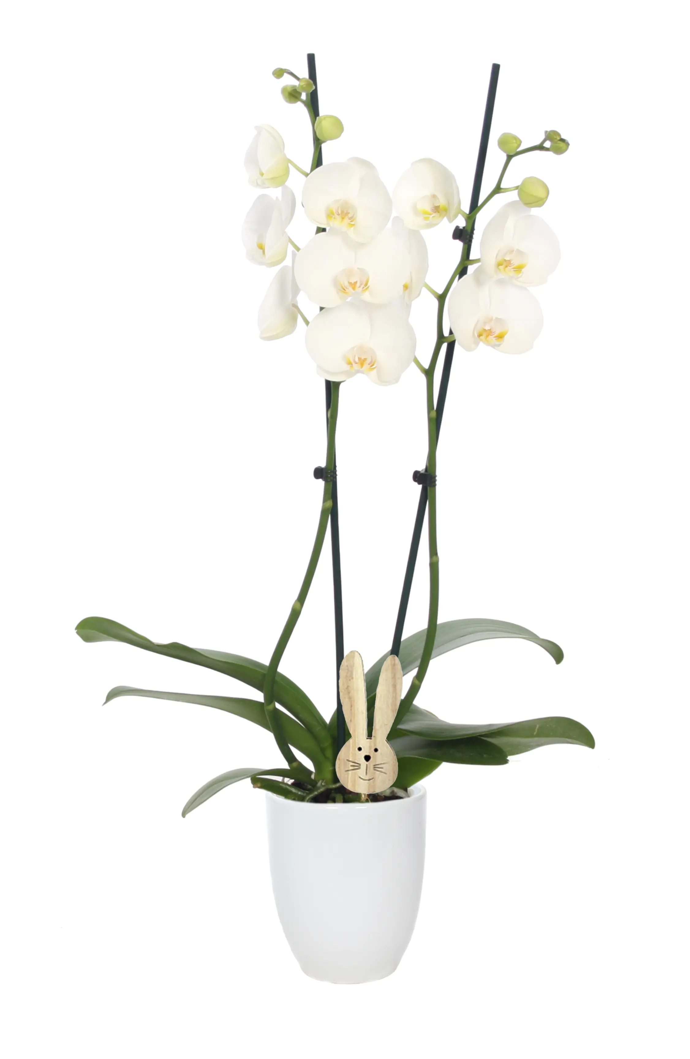 Phalaenopsis Orchidee im Keramiktopf mit Osternhase 12 cm  Phalaenopsis Orchidee im Keramiktopf mit Osternhase 12 cm