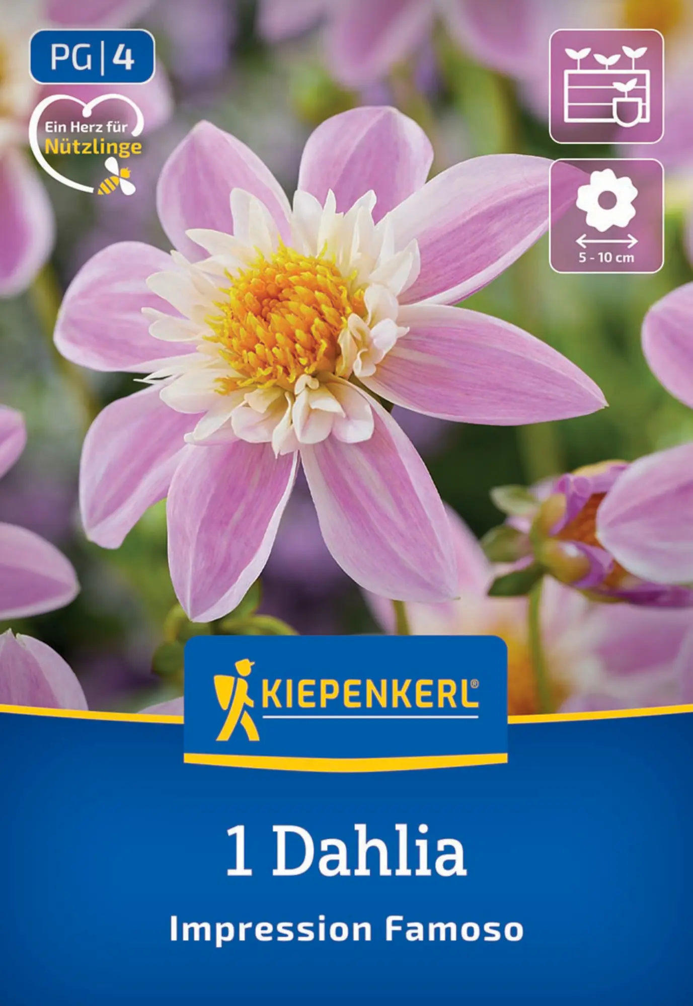 Kiepenkerl Frühjahrsblumenzwiebel Halskrausen-Dahlie Impression Famoso 1 Stück