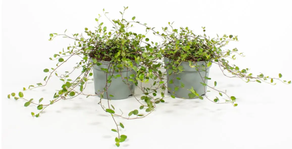 Drahtstrauch Mühlenbeckia 13 cm Topf