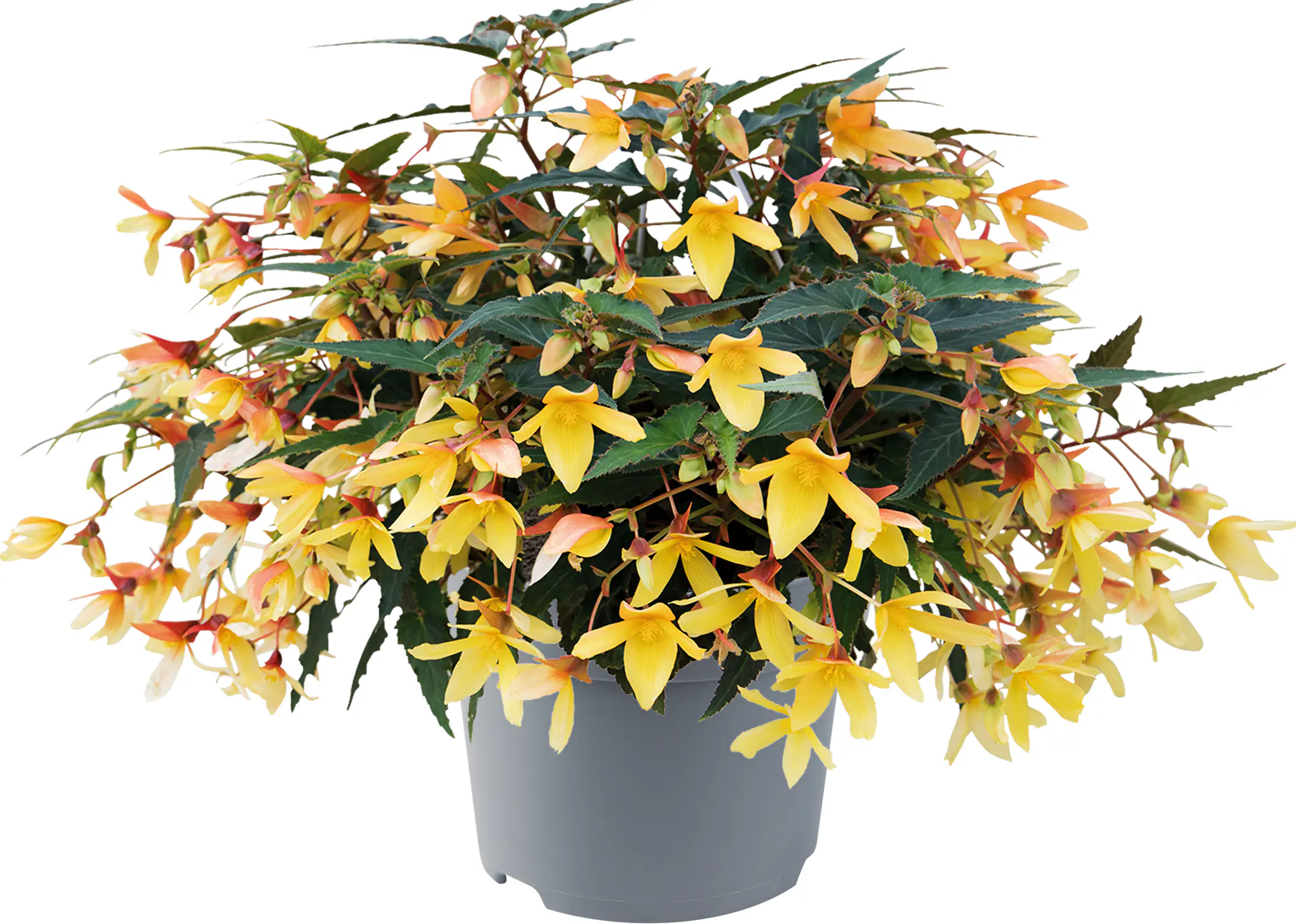 Begonia Groovy 12 cm