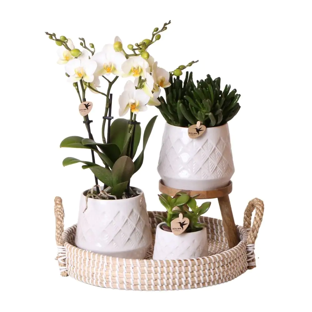 Pflanzenarrangement Orchidee und Sukkulenten Bohemian White