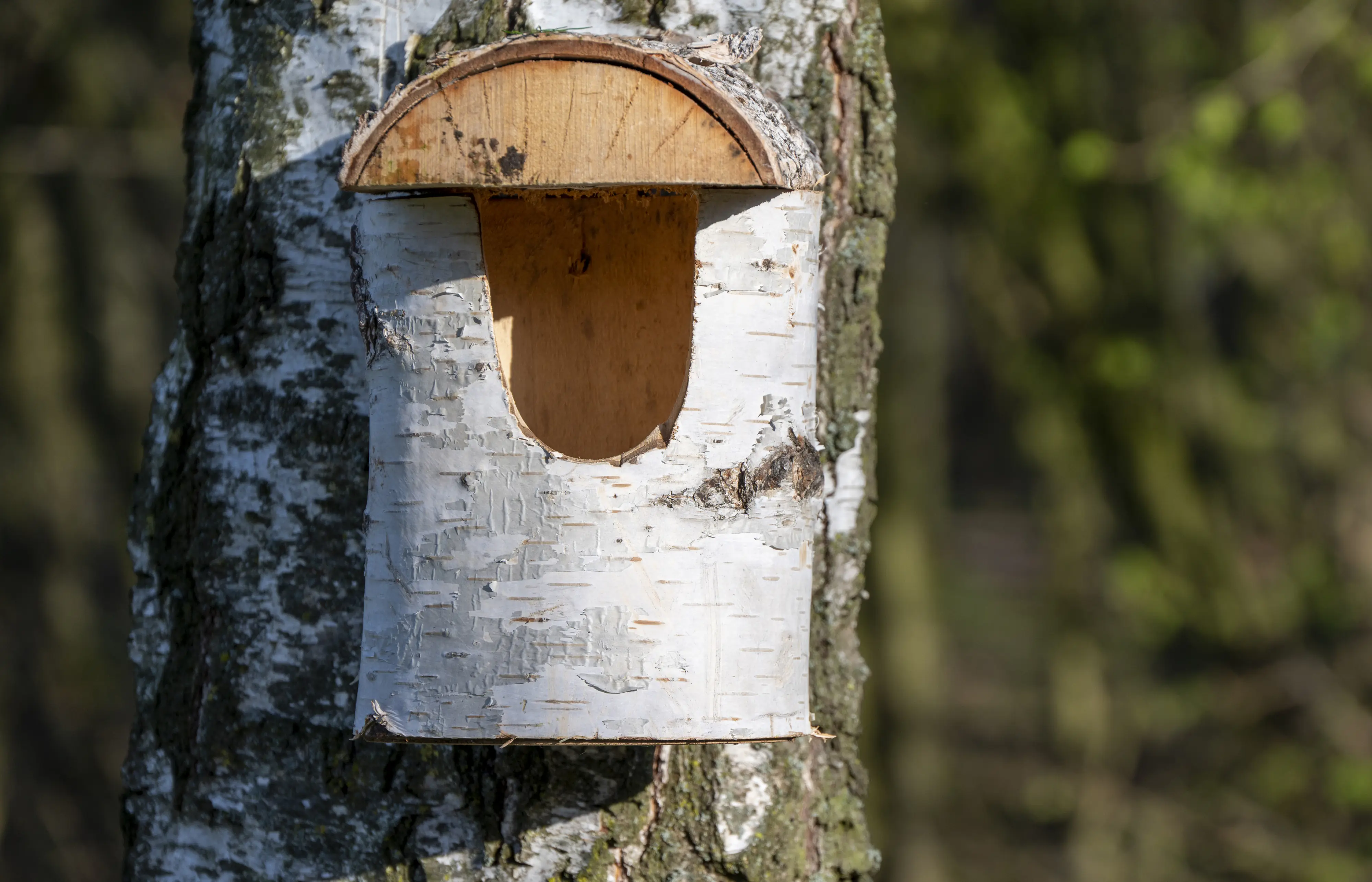 Dobar Nistkasten aus Birkenholz Einflugloch 80 mm 14 x 22 x 24 cm