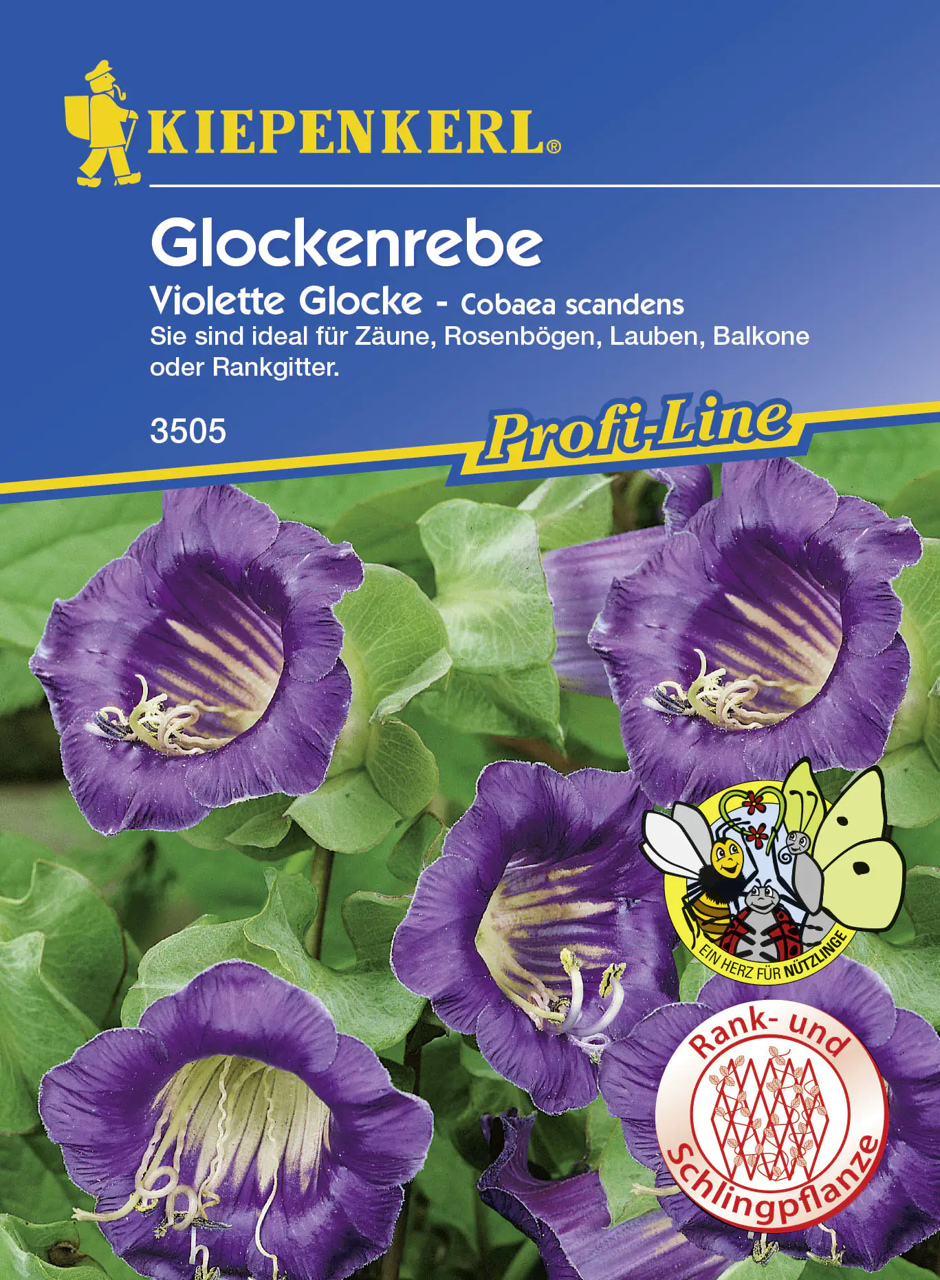 Kiepenkerl Glockenrebe Violett Cobaea scandens, Inhalt: ca. 10 Pflanzen