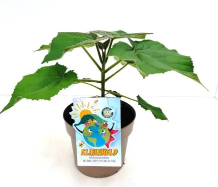 CO2 Klimaheld Blauglockenbaum 21 cm Topf