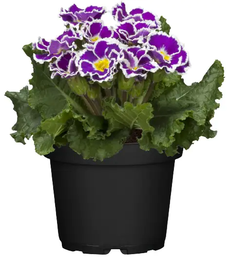 Primel Primula acaulis in Sonderfarben H 10 - 30 cm 10,5 cm Topf