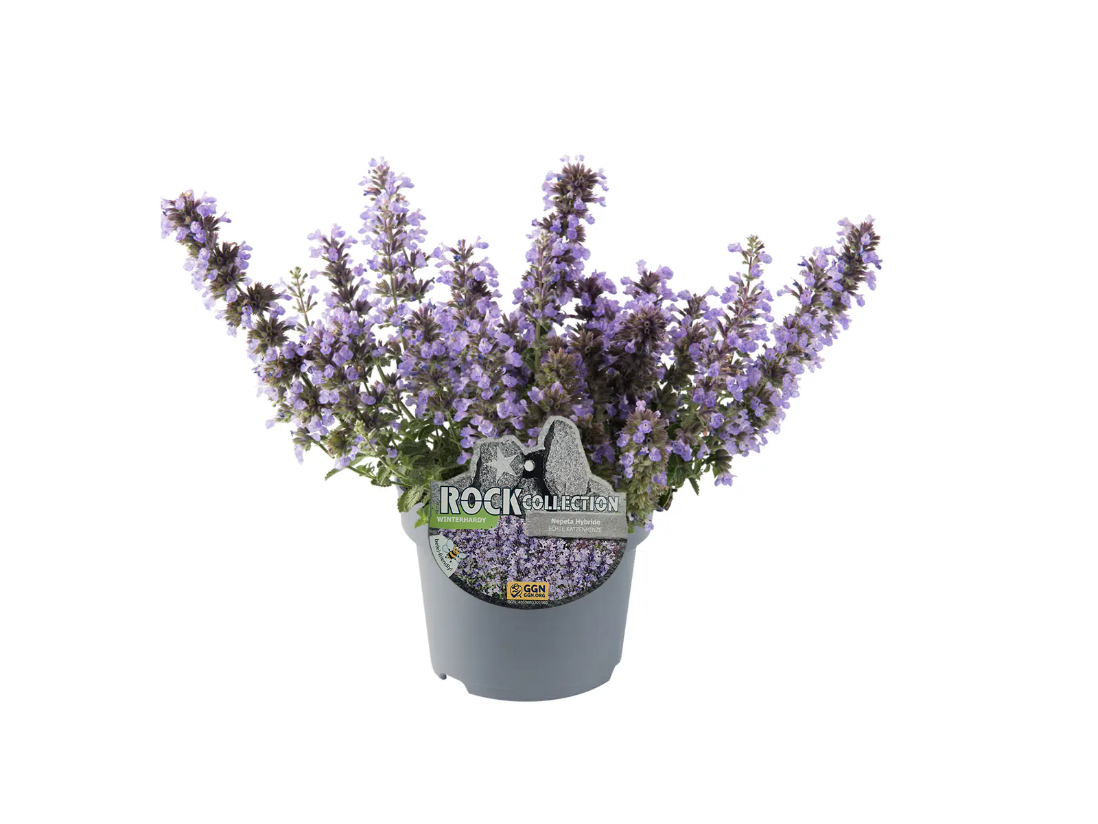 Nepeta-Hybriden Katzenminze 13 cm Topf