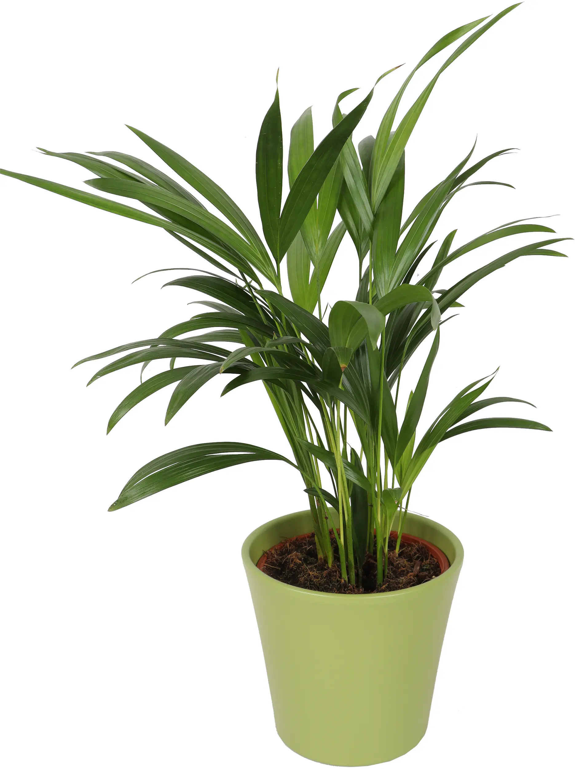 Grünpflanzen inklusive 14 cm Topf