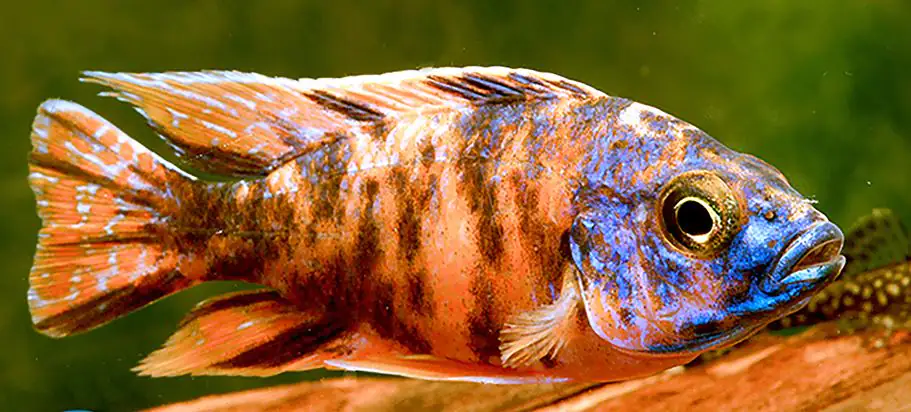 Kaiserbuntbarsch bunt gefleckt Aulonocara orange bloched