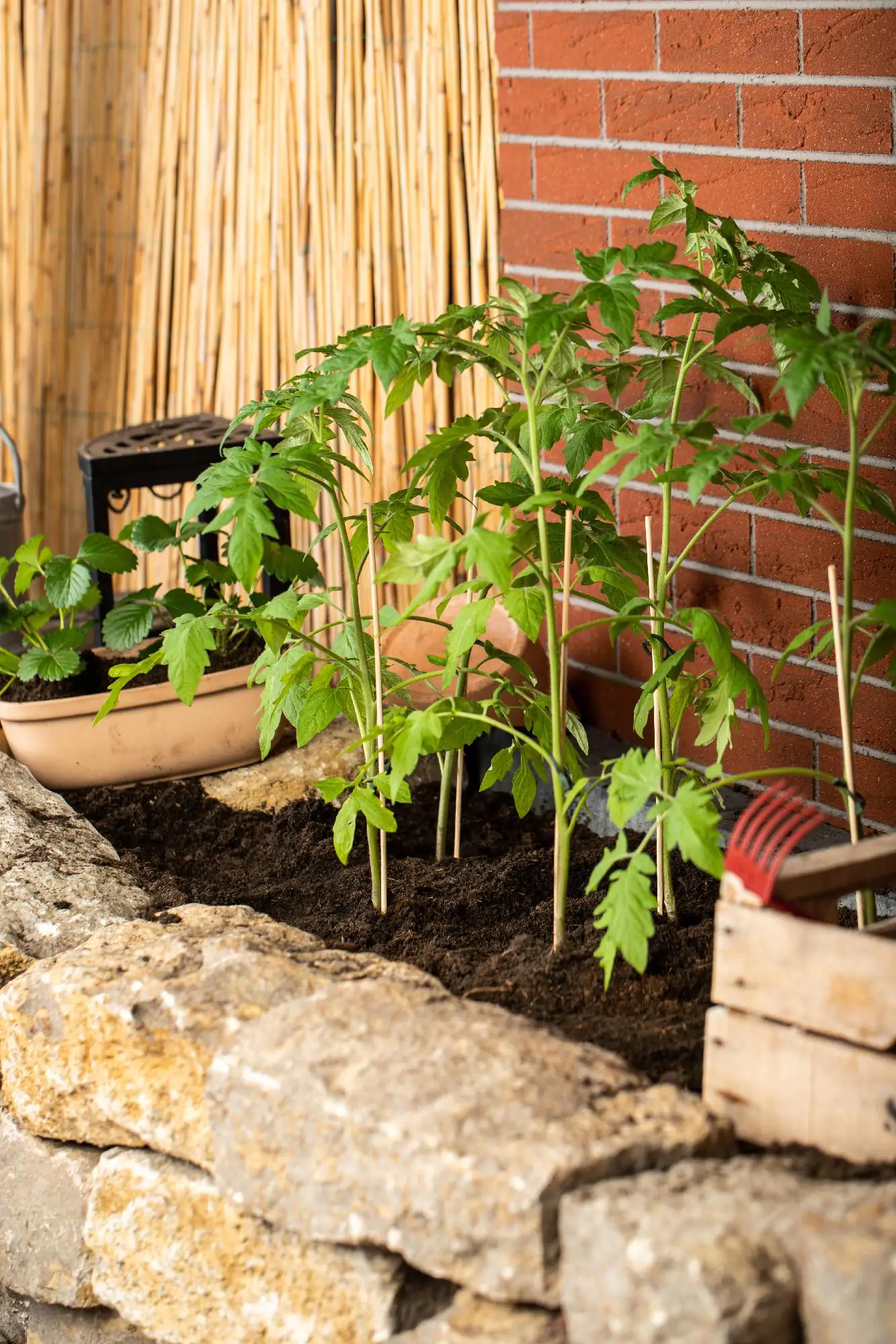 Cocktailtomate 10,5 cm Topf