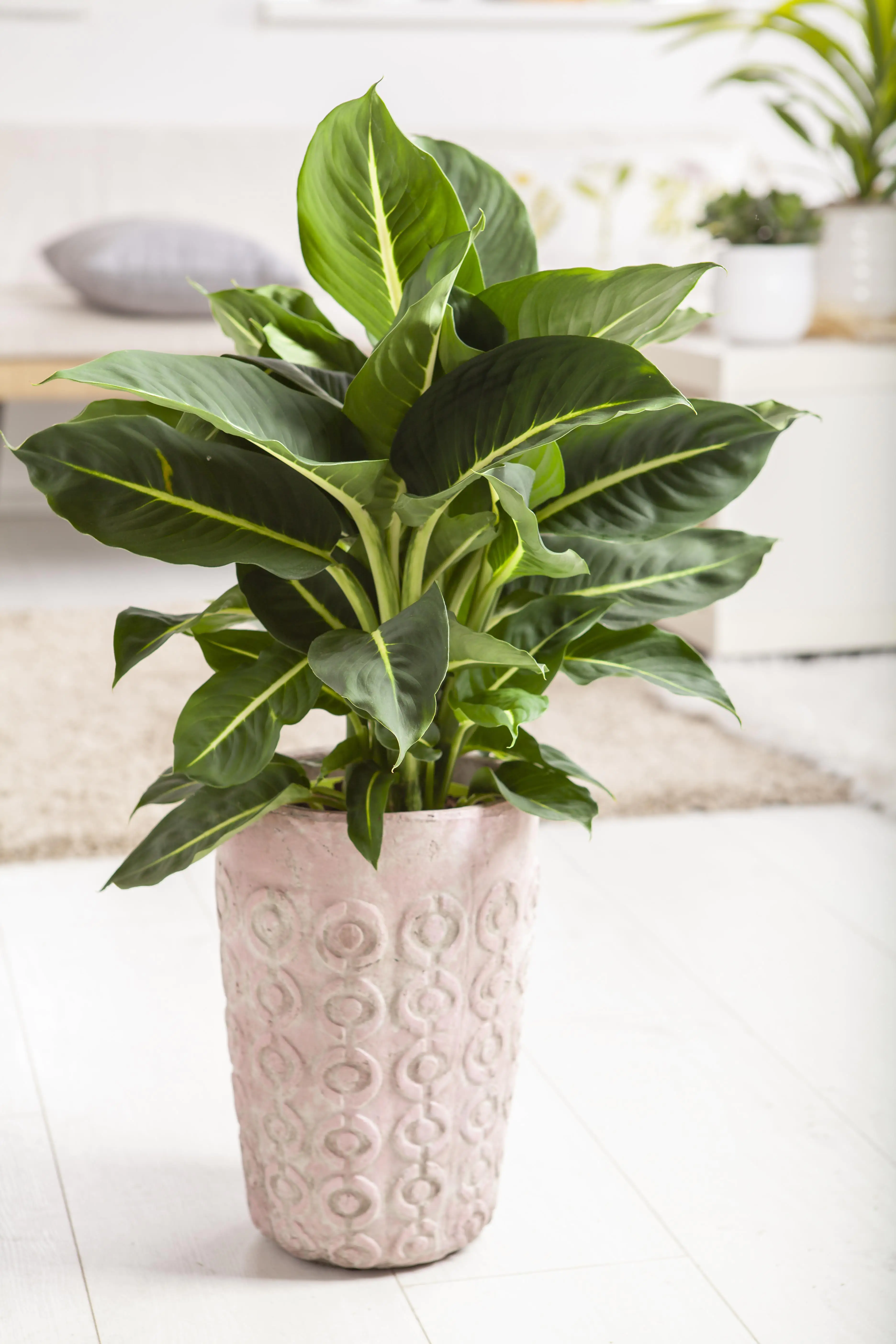 Schweigrohr Dieffenbachie Green Magic H ca. 80 cm 24 cm Topf