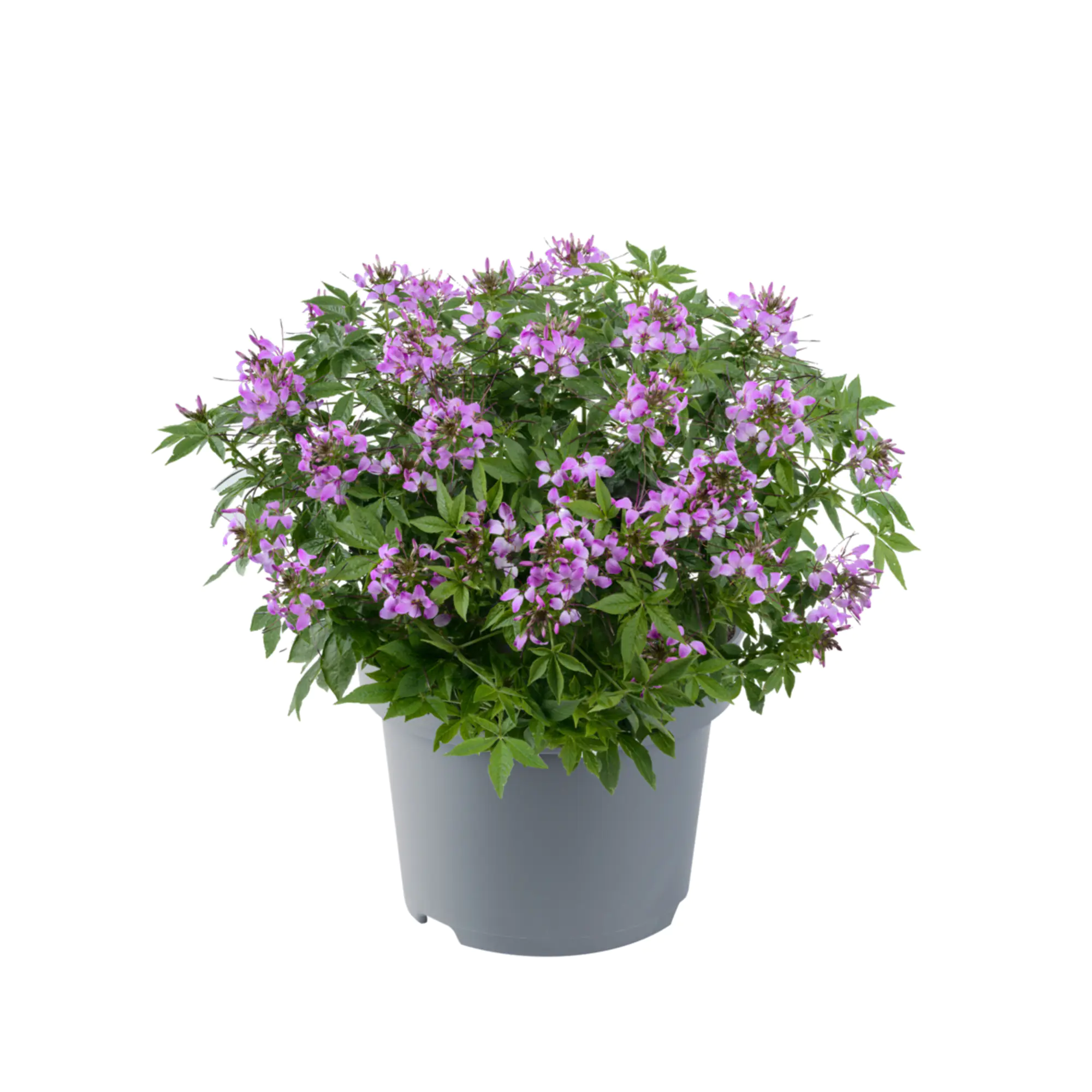 Cleome Spinnenblume H 30 cm 5 L Container magenta