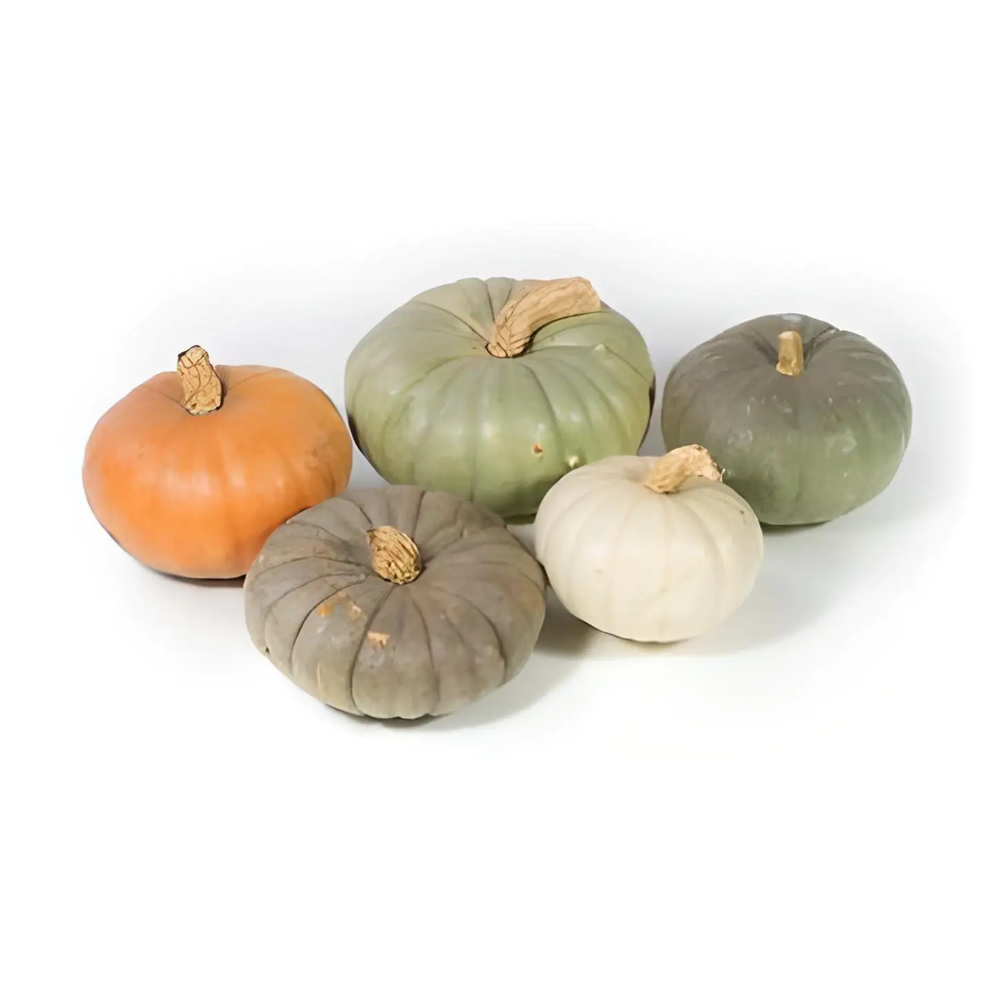 Zierkürbis Modern Mix ø 12 cm