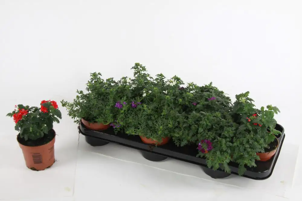 Beet- und Balkonpflanzen Eisenkraut Verbena hängend H 15 cm 10,5 cm Topf