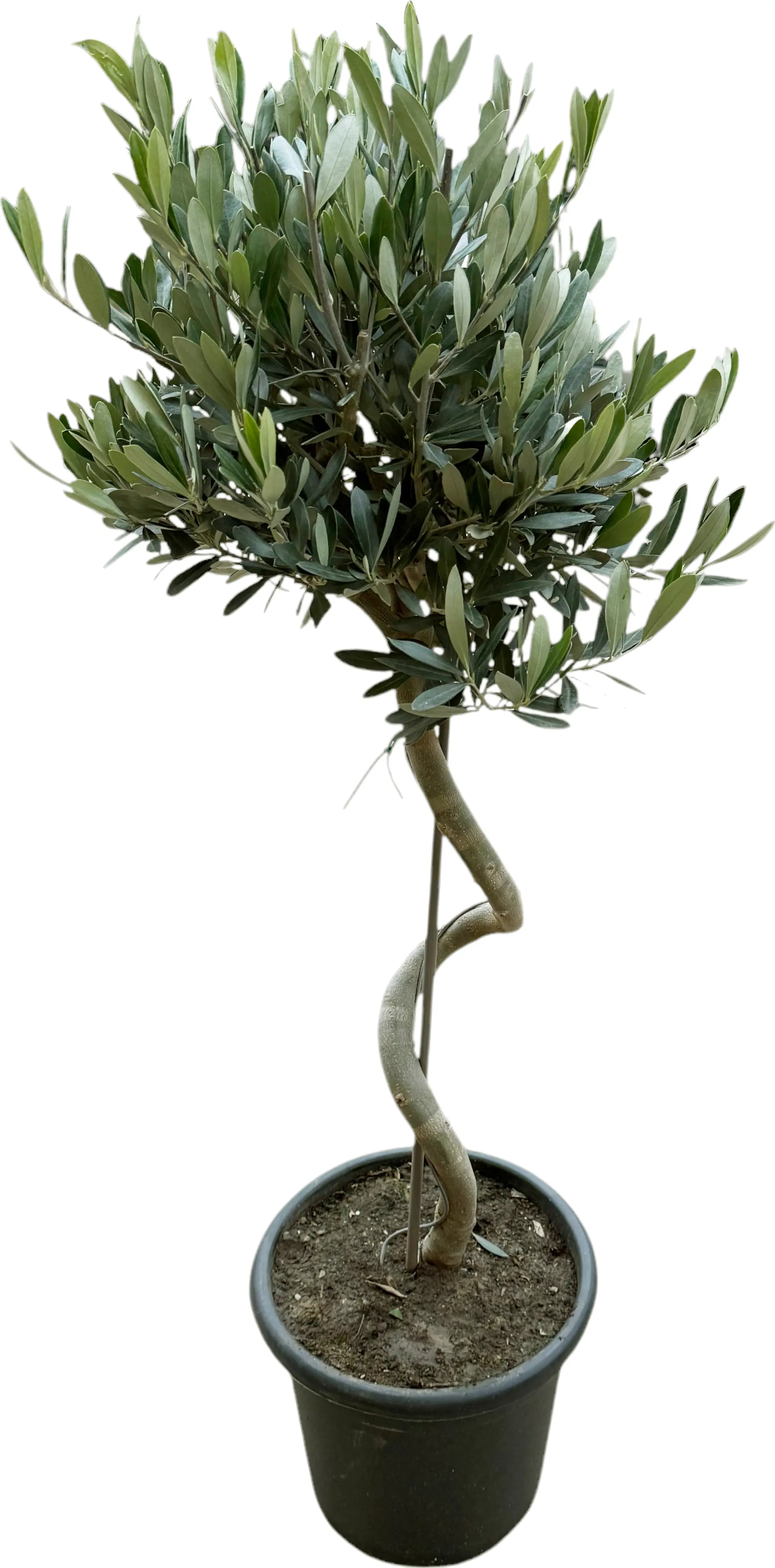 Olea europaea Spirale Olivenbaum 23 cm
