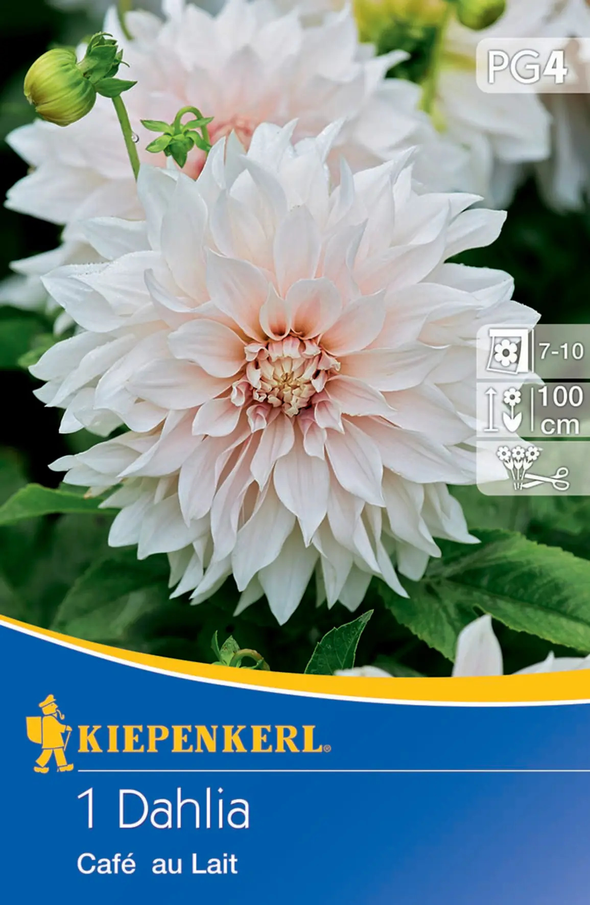 Kiepenkerl Dekorative Dahlie Café au Lait Kiepenkerl Dekorative Dahlie Café au Lait