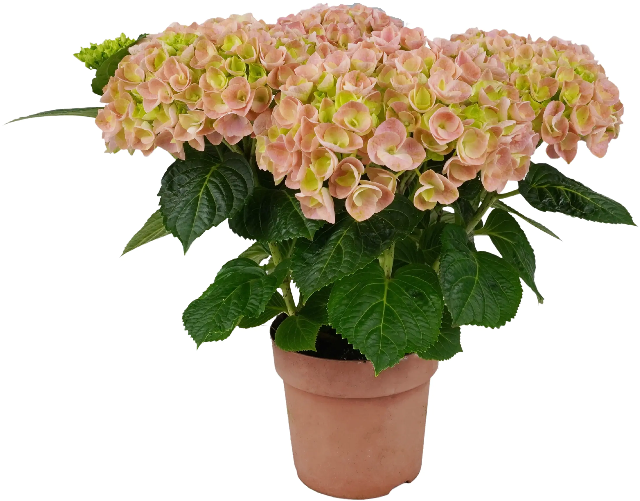 Hydrangea Macrophylla Hortensie Mix im 14cm Topf